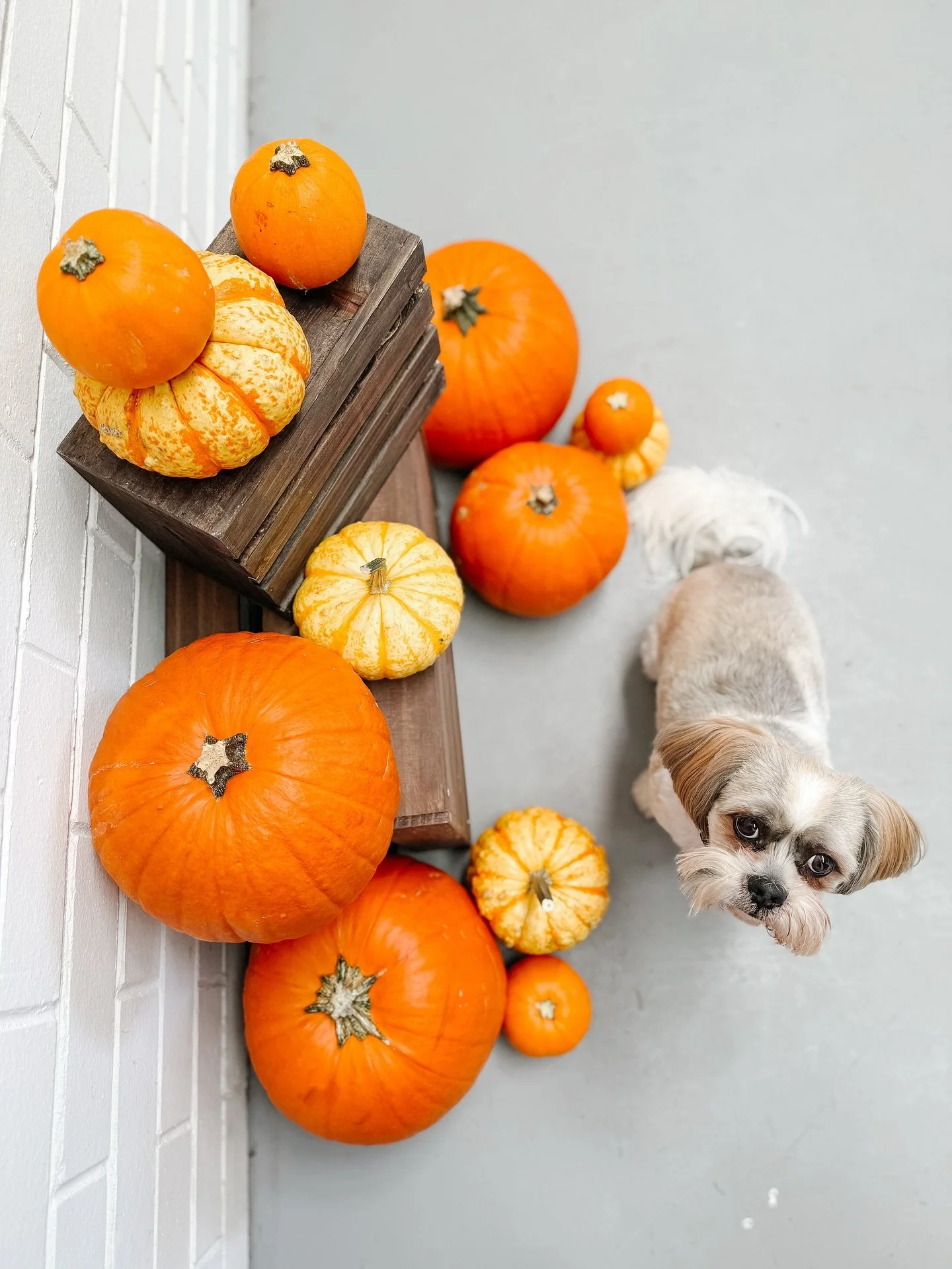 We couldn&rsquo;t resist a little Halloween photoshoot this week with Edgar. 🎃🐶

The workshop is overflowing with pumpkins and props ready for next week&rsquo;s styling and activations! We can&rsquo;t wait to share them!

#designmerchantsperth #mal