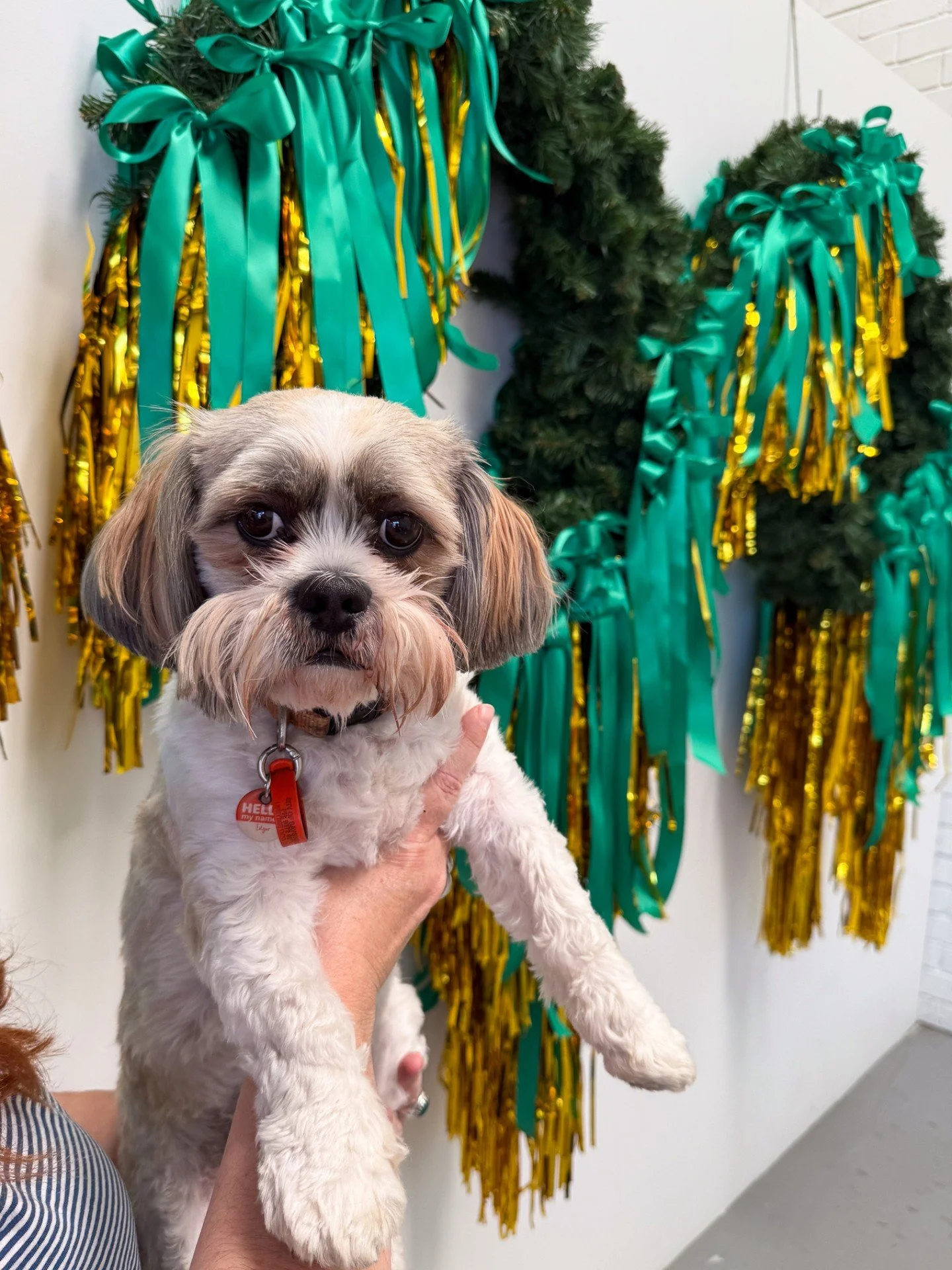 Edgar has been getting into the Christmas mood and giving our festive visual merchandising projects the tick of approval! 🐶🎄