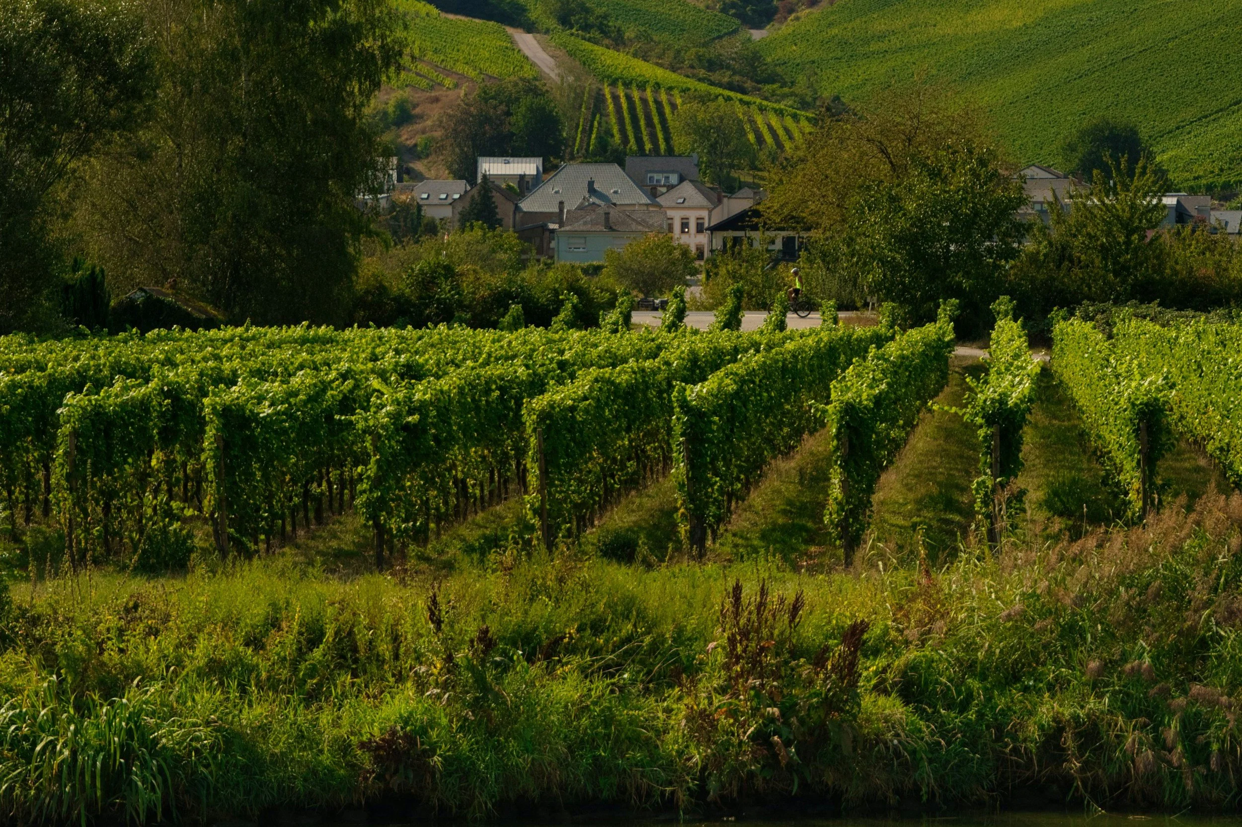 The Multifaceted Wine Region of Jura