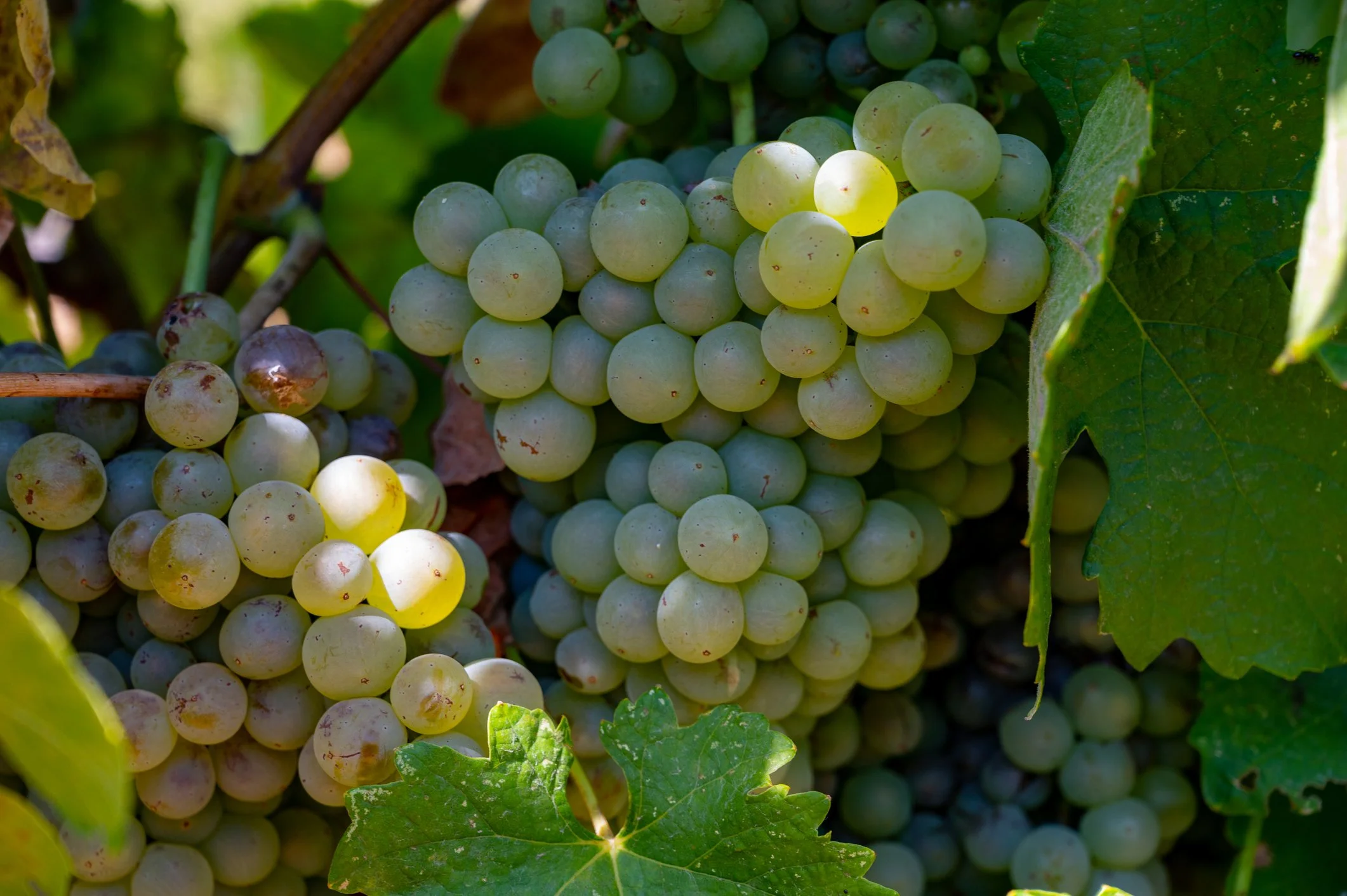 Southern Rhône & Provence