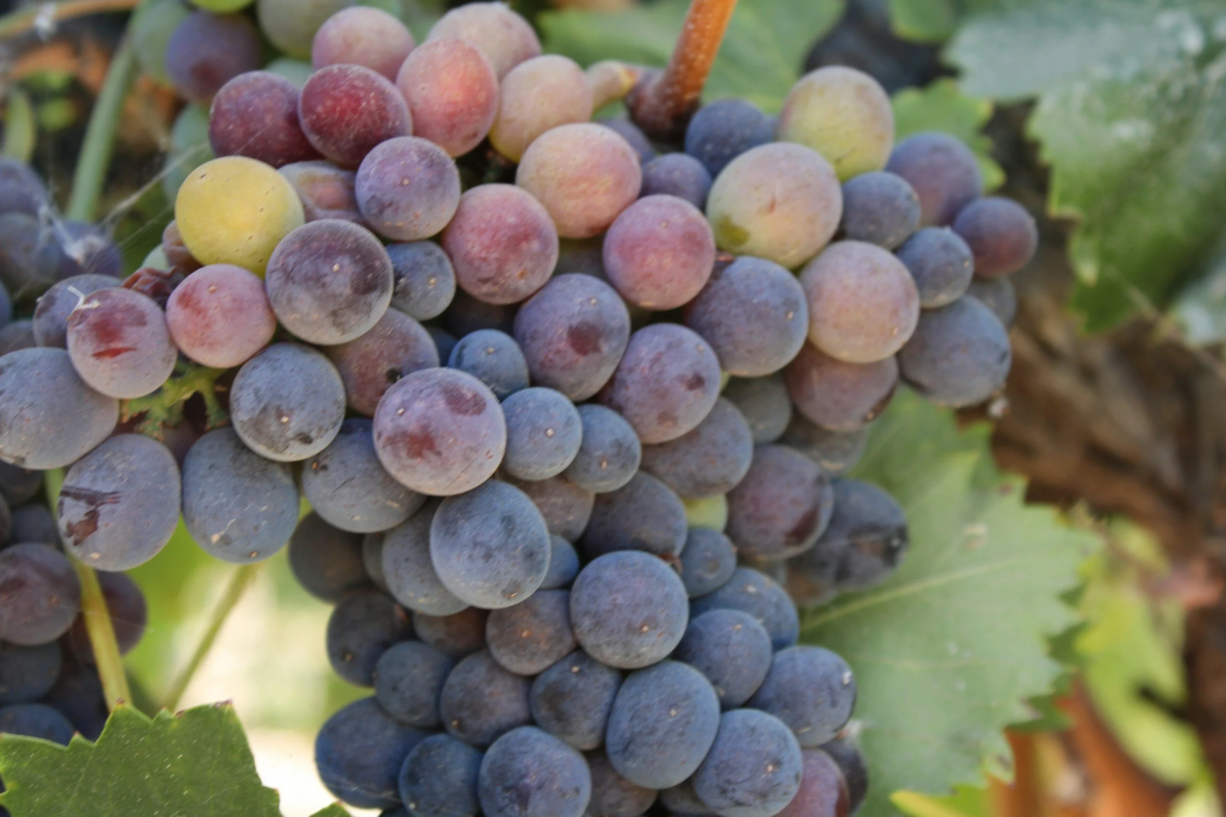 Côte de Beaune: Elegant Expressions of Pinot Noir