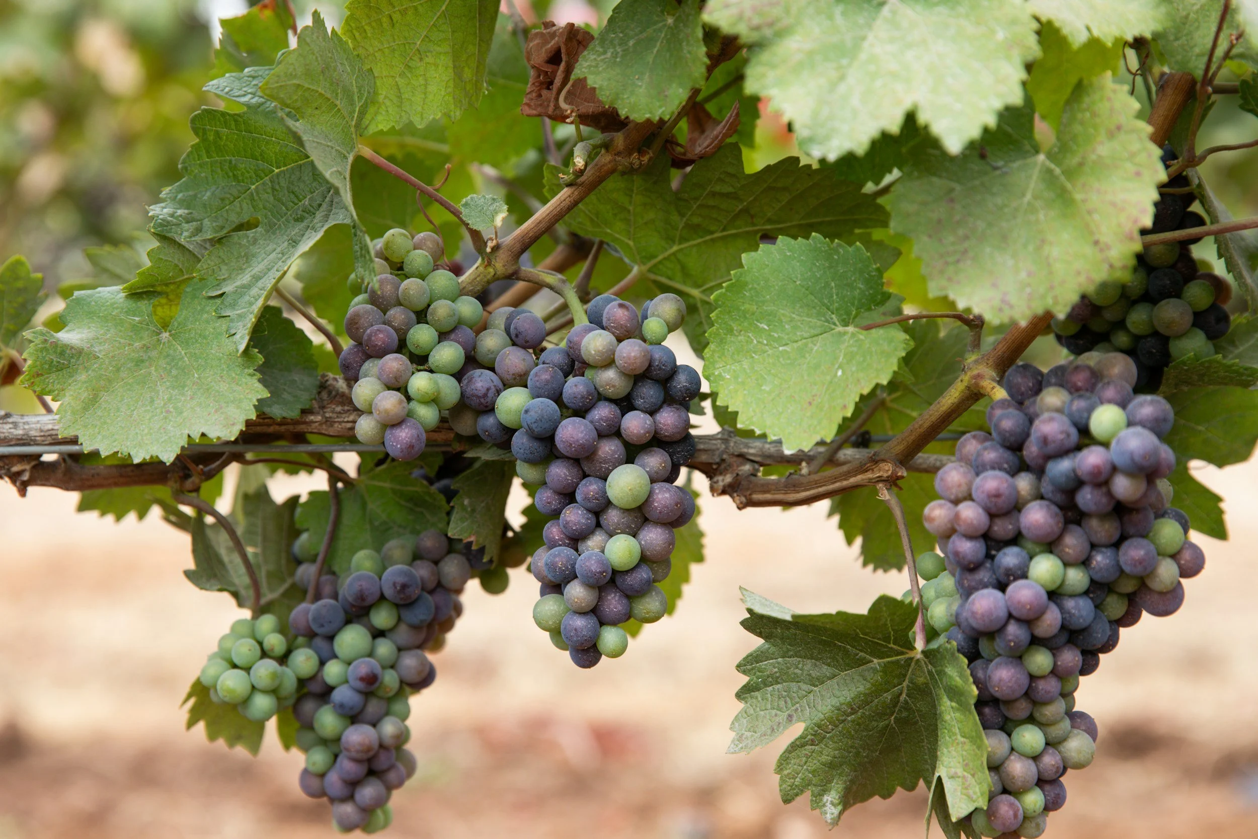 Pinot Noir from Oregon and California