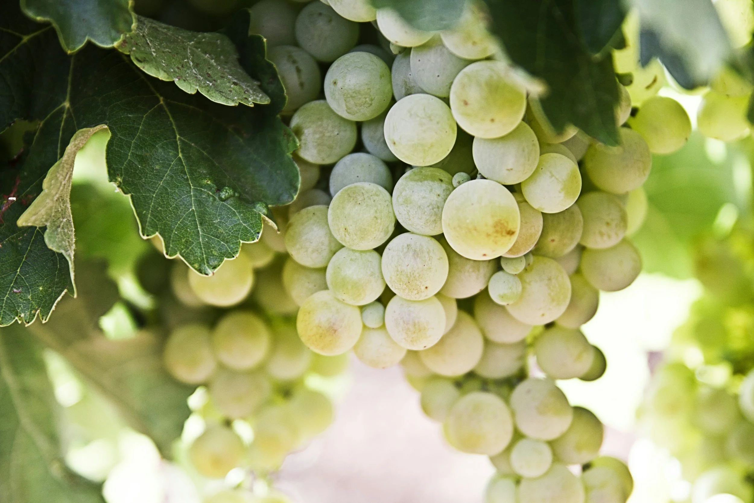 Discover Riesling