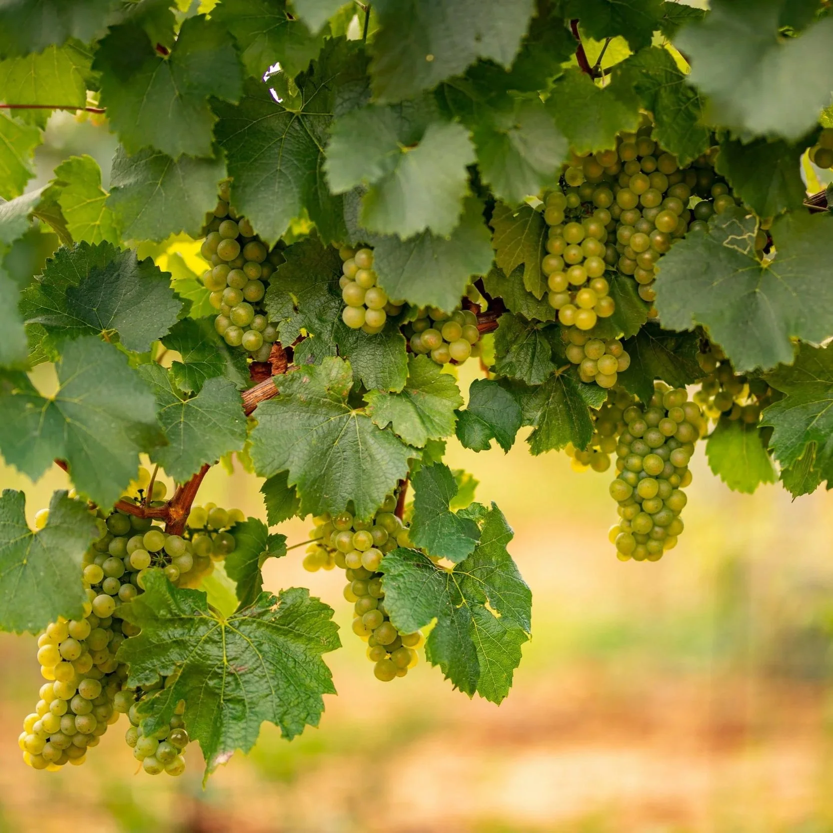 Celebrating Women in Wine