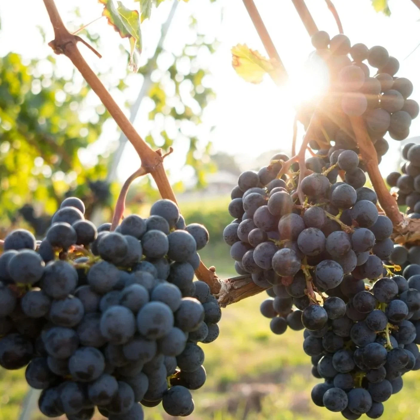 Discover the Wines of Bordeaux