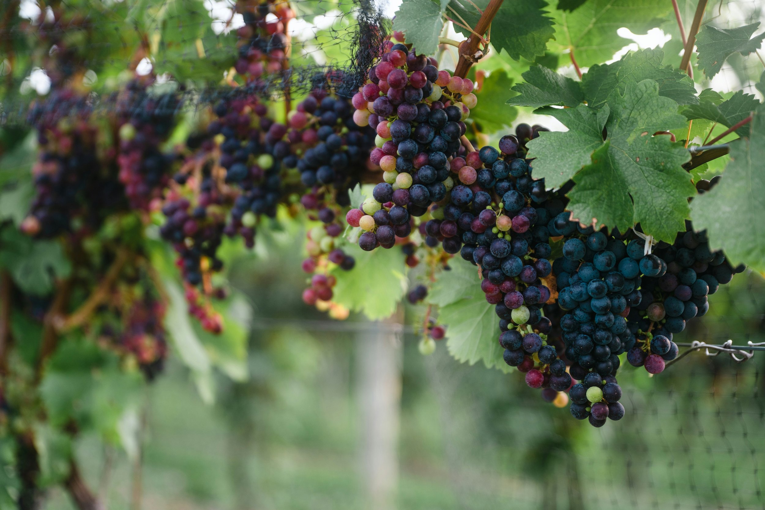 Wines of New York