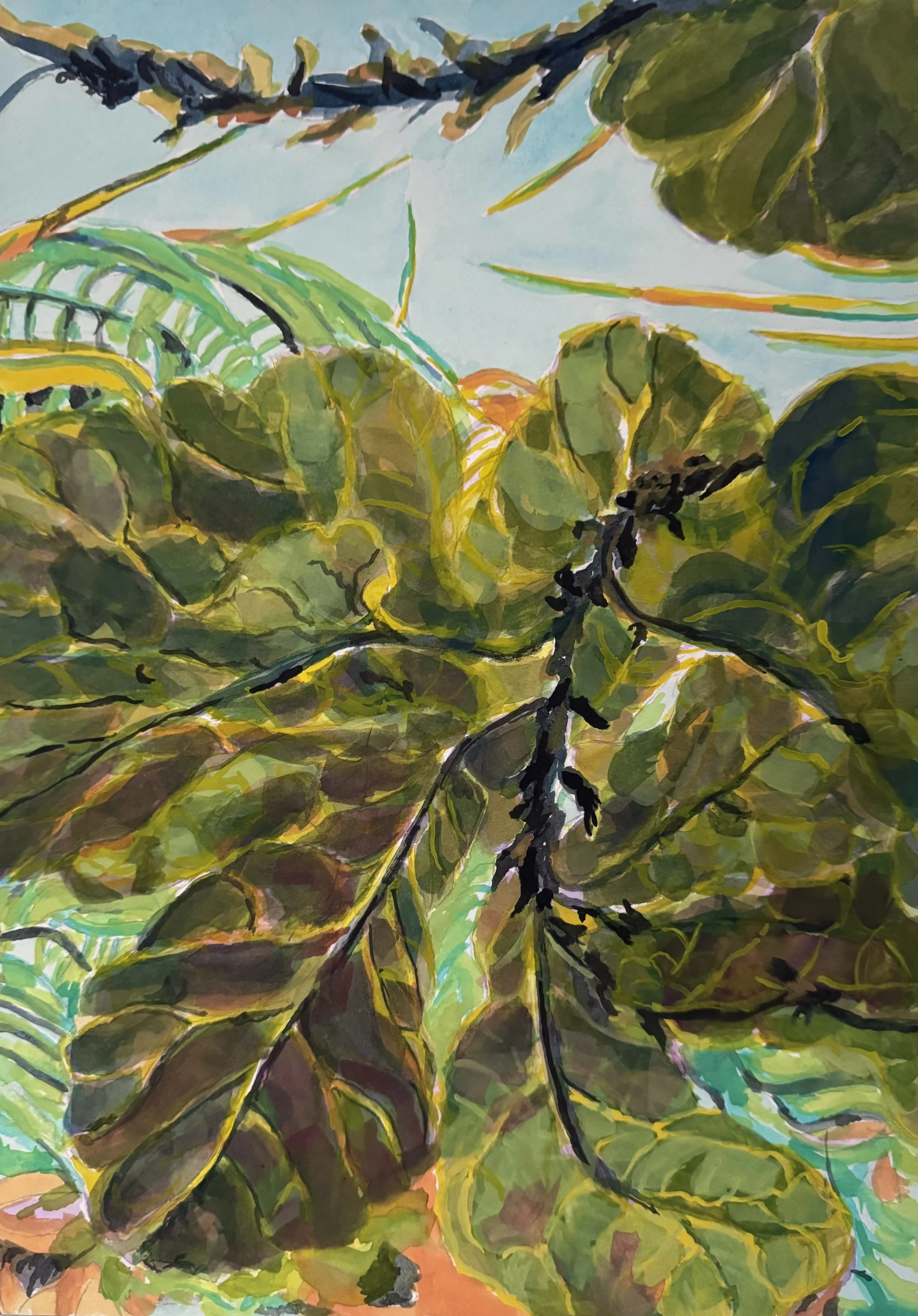 Fig Leaves, 2025
Watercolour and gouache on Arches 140lb paper .
17 x 20 inches
$250 Framed/Matte/White