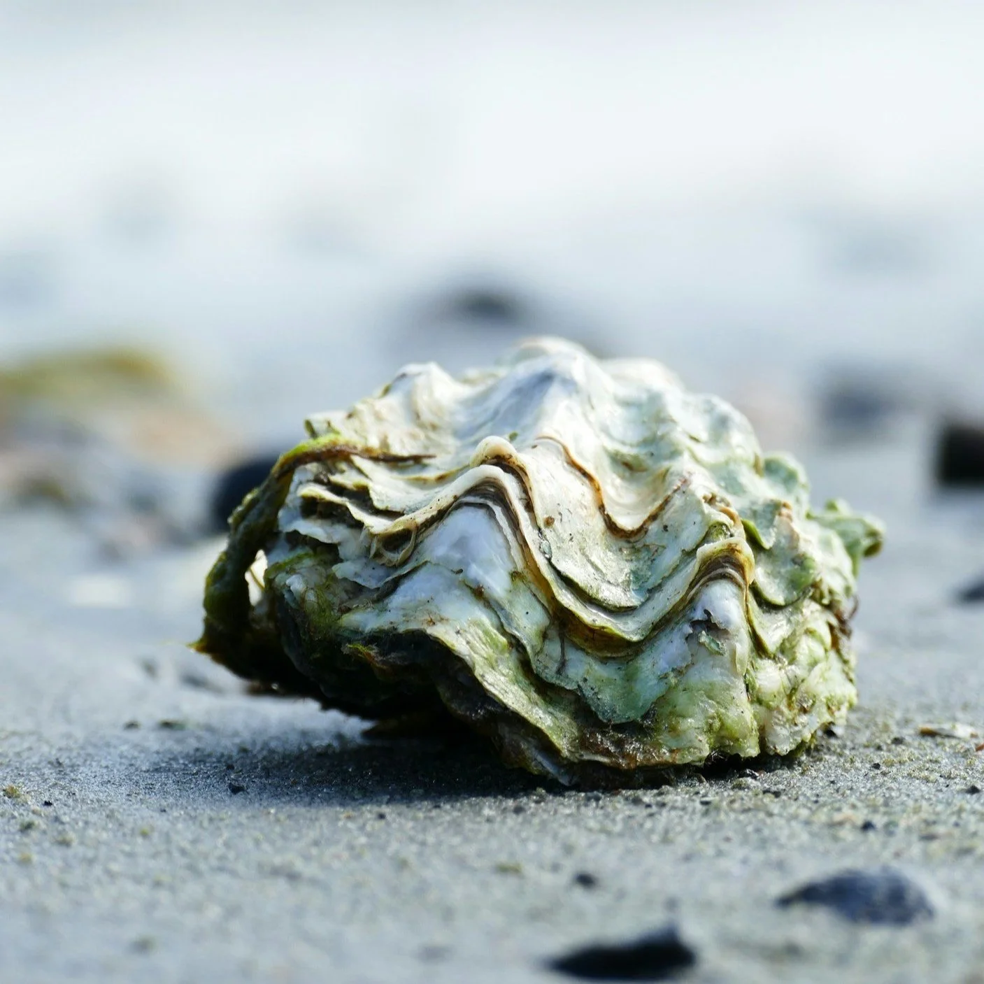 The Oyster's Secret: A Tale of P.E.A.R.L.