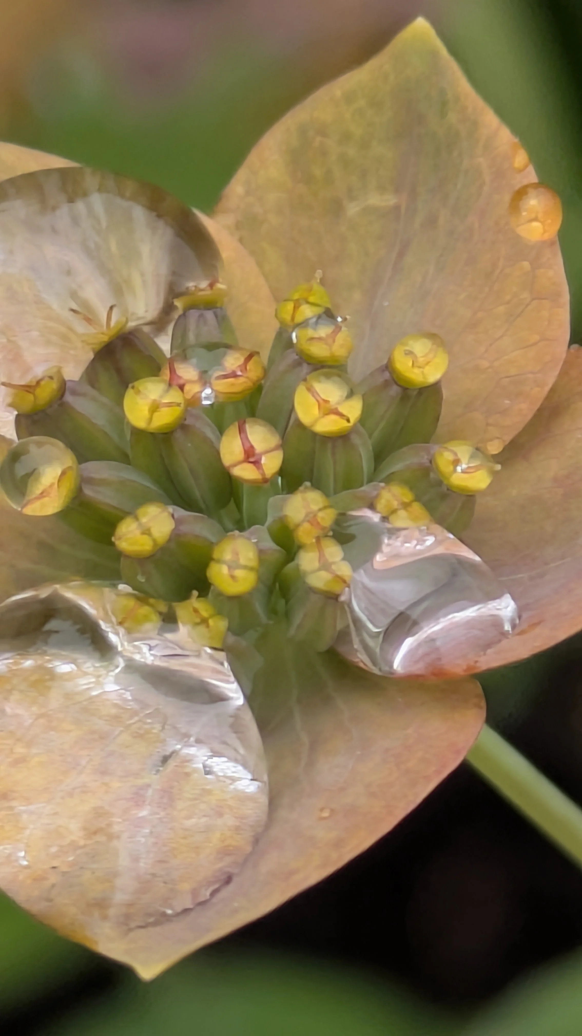 Bupleurum flowers.jpg