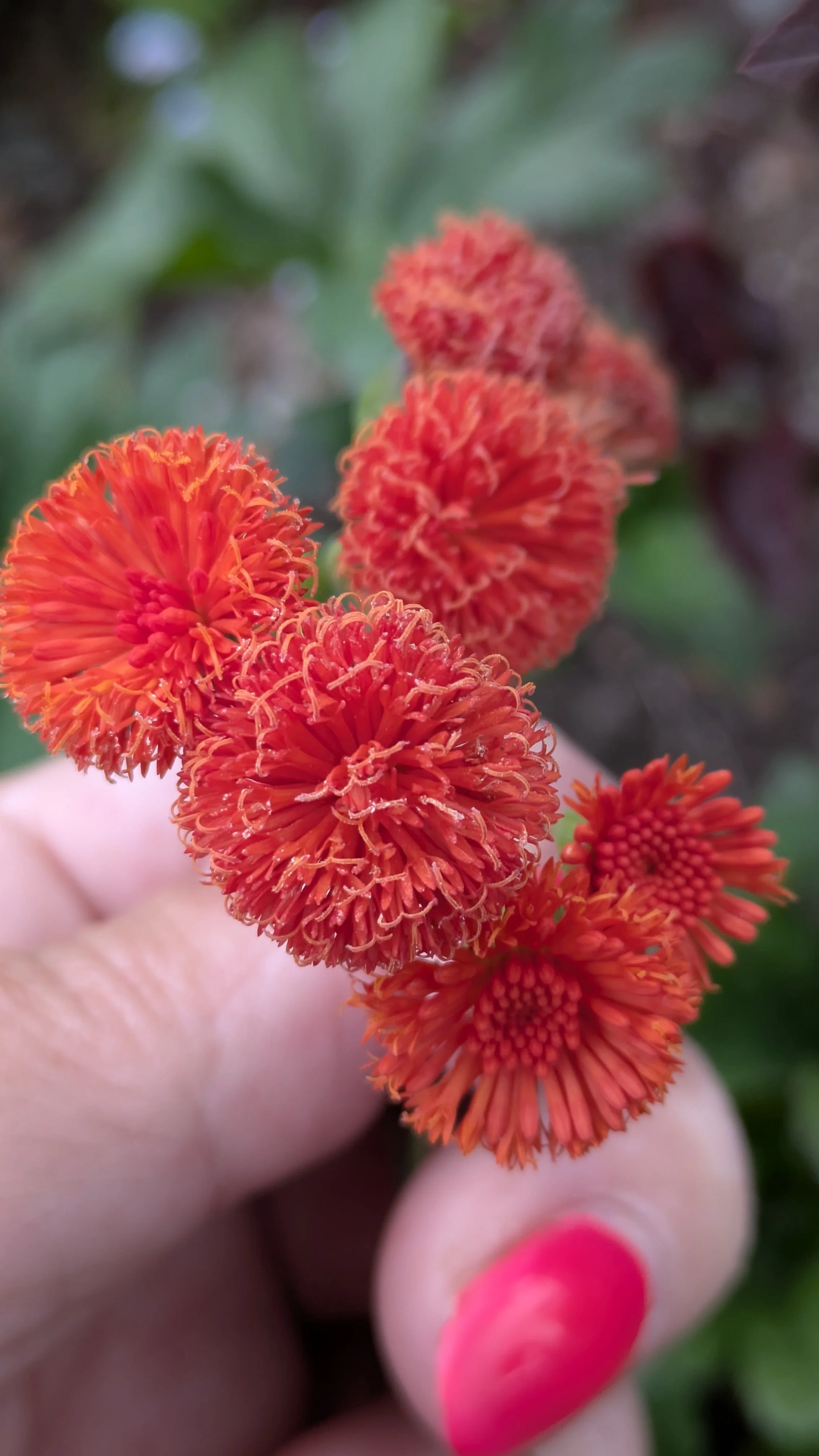Emilia sonchifolia Scarlet Magic 3.jpg