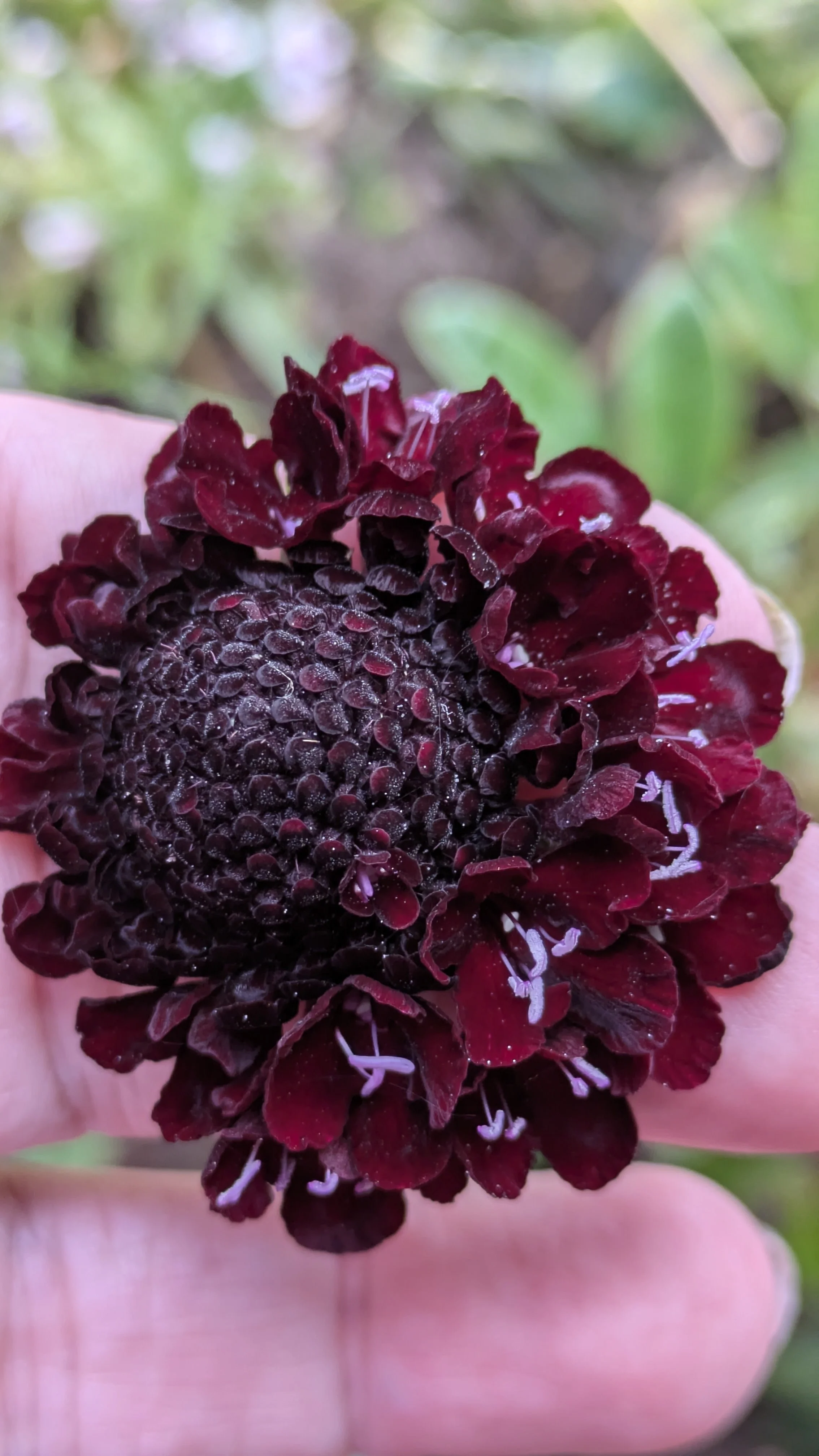 Scabiosa Summer Berries Blackberry 2.jpg