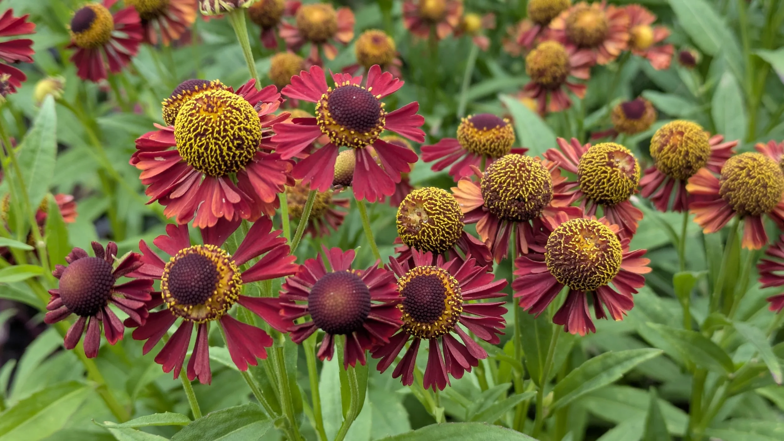 Helenium Ruby Tuesday 3.jpg