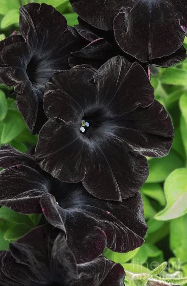Petunia black satin 2.jpg