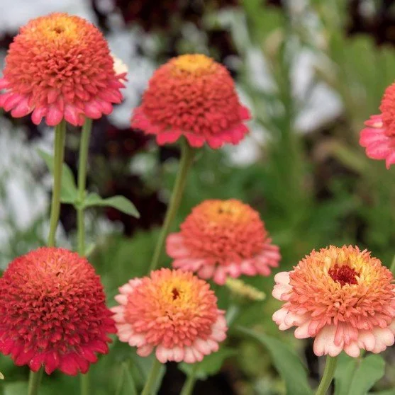 Zinnia peach 3.jpg