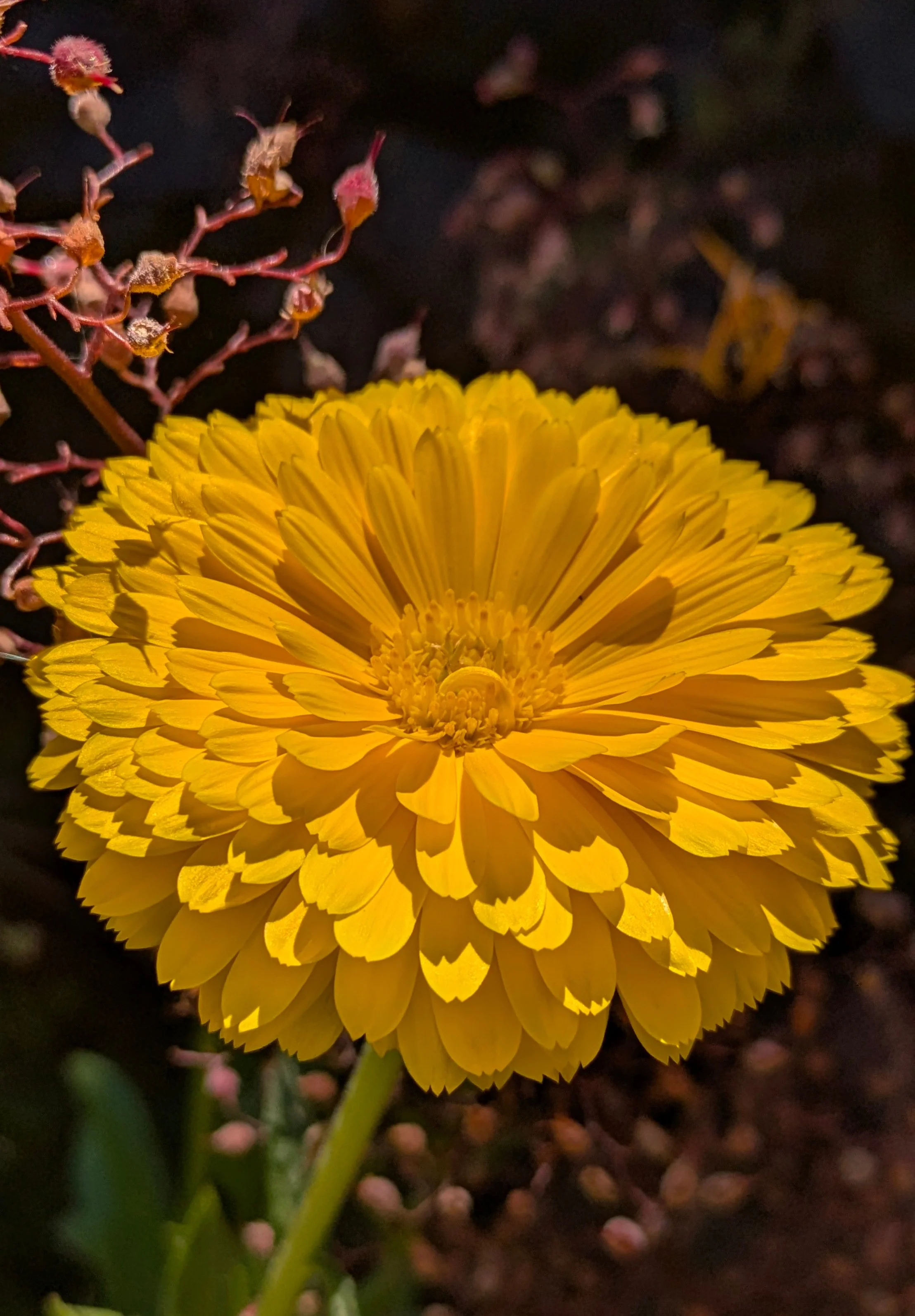 Calendula "Kablouna Intense Yellow" -pot Marigold