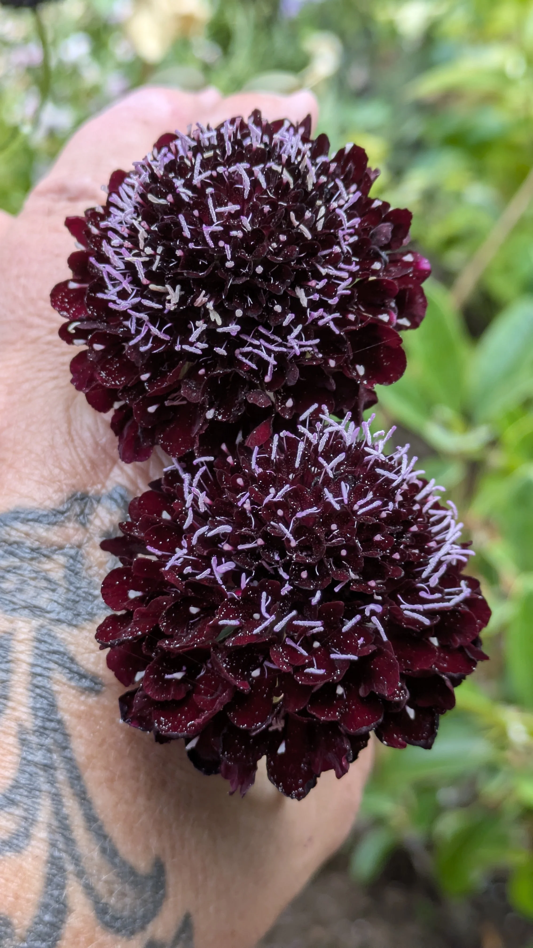 Scabiosa Summer Berries Blackberry.jpg