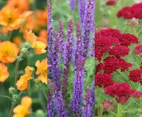Salvia nemorosa caramia 3.jpg