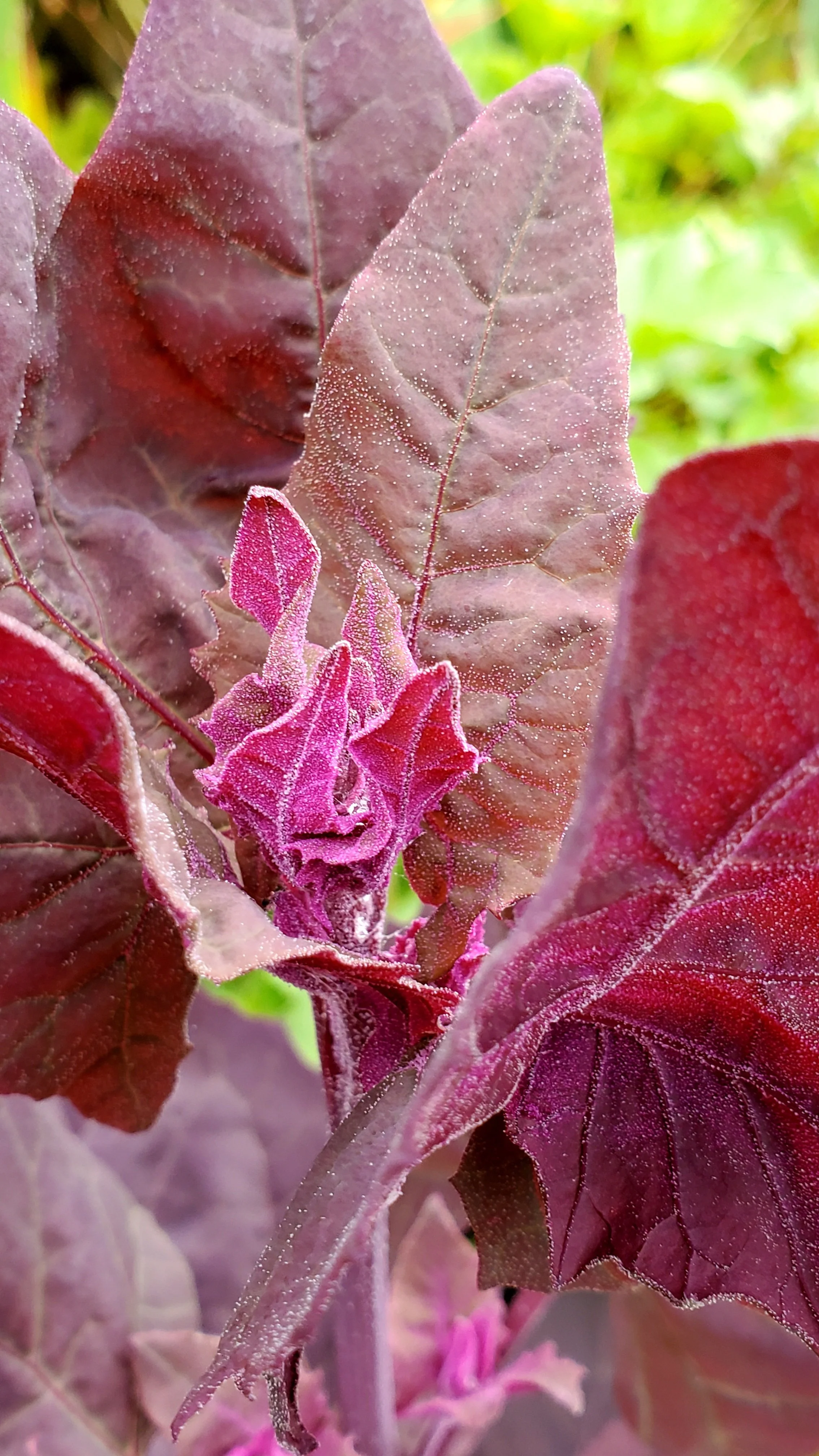 Atriplex hortensis rubra.jpg