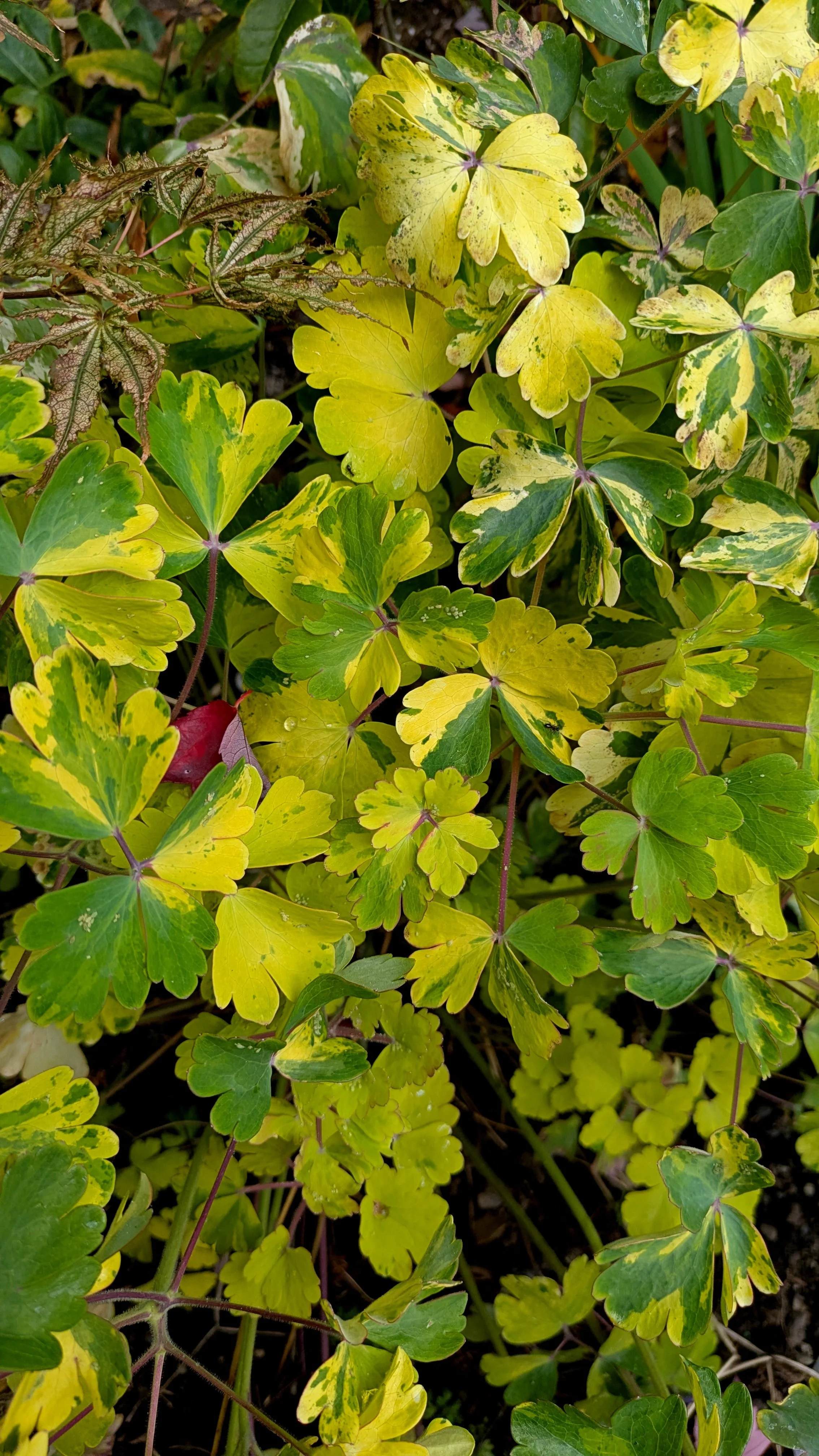Aquilegia Leprechaun's Gold (2).jpg