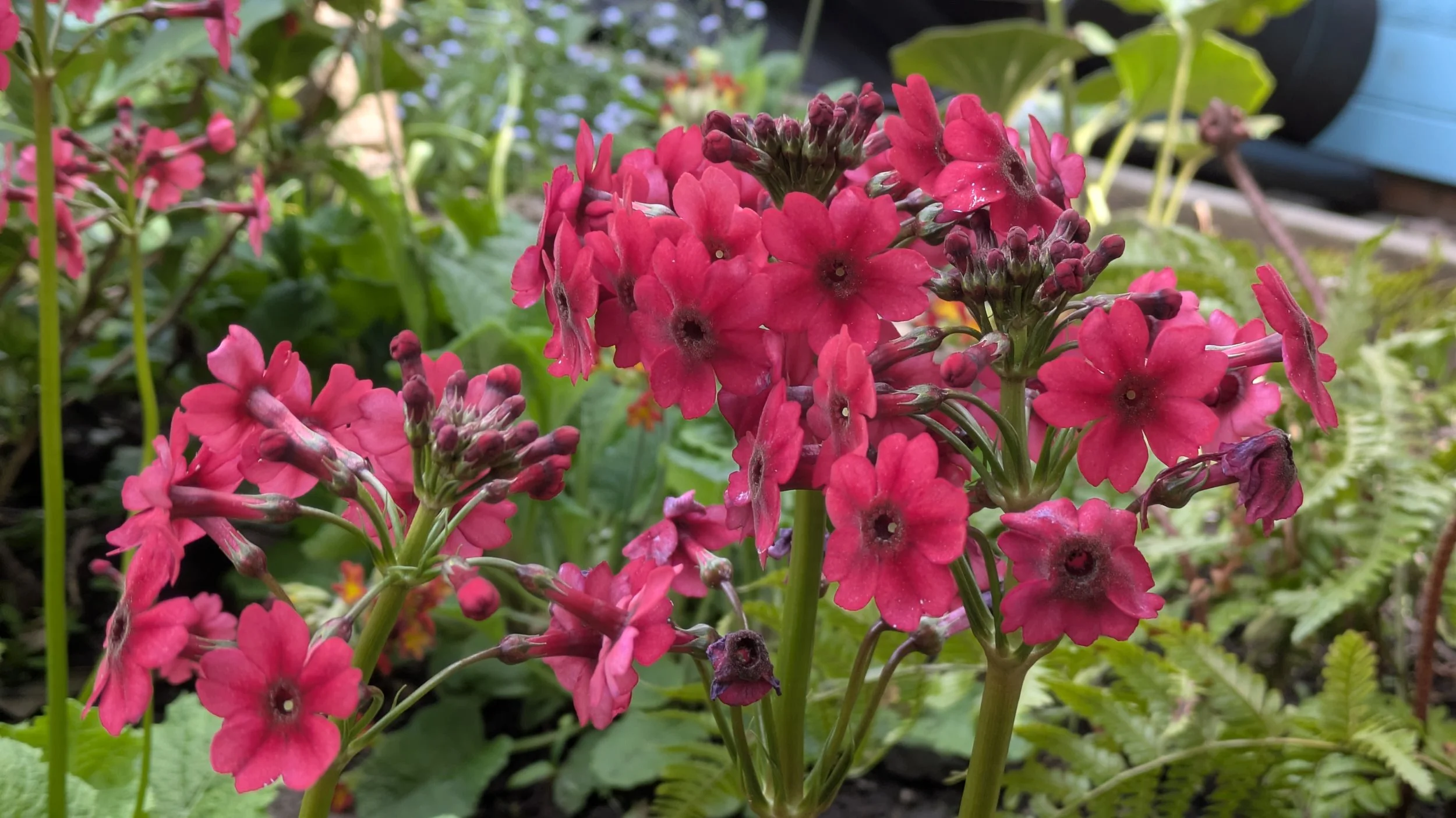 Primula japonica Miller's Crimson 2.jpg