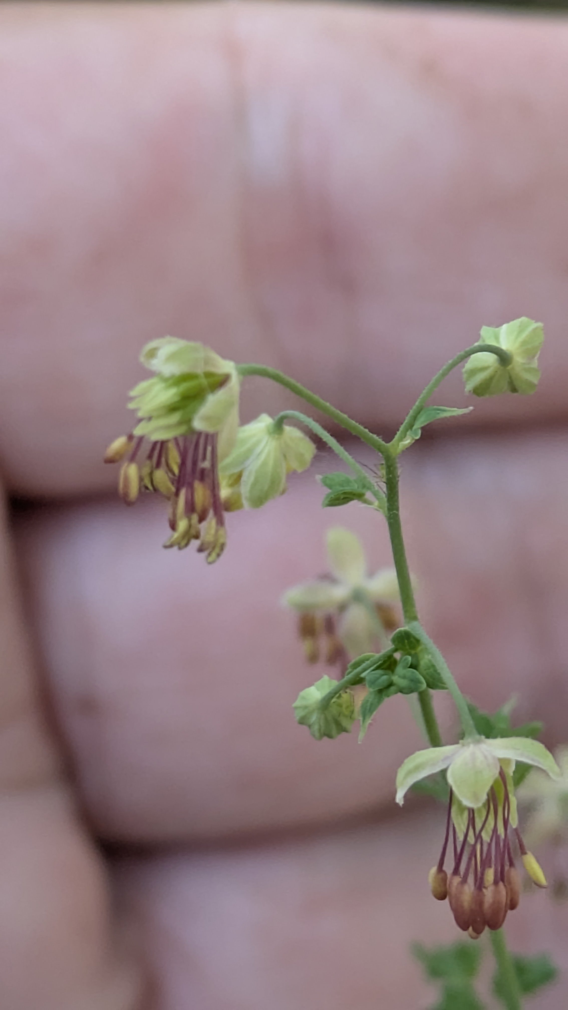 Thalictrum alpinum 2.jpg