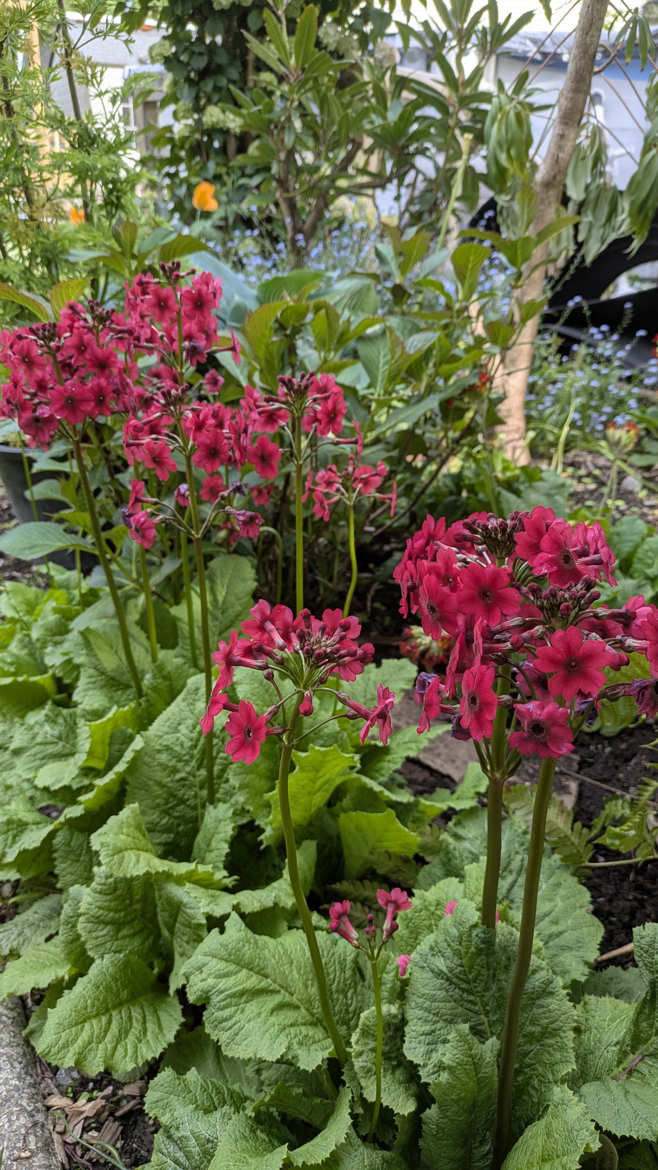 Primula japonica Miller's Crimson.jpg