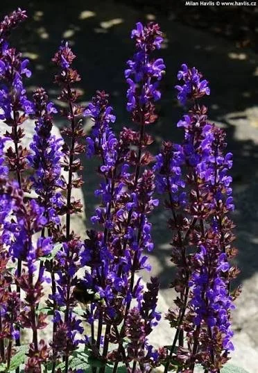 Salvia nemorosa caramia.jpg