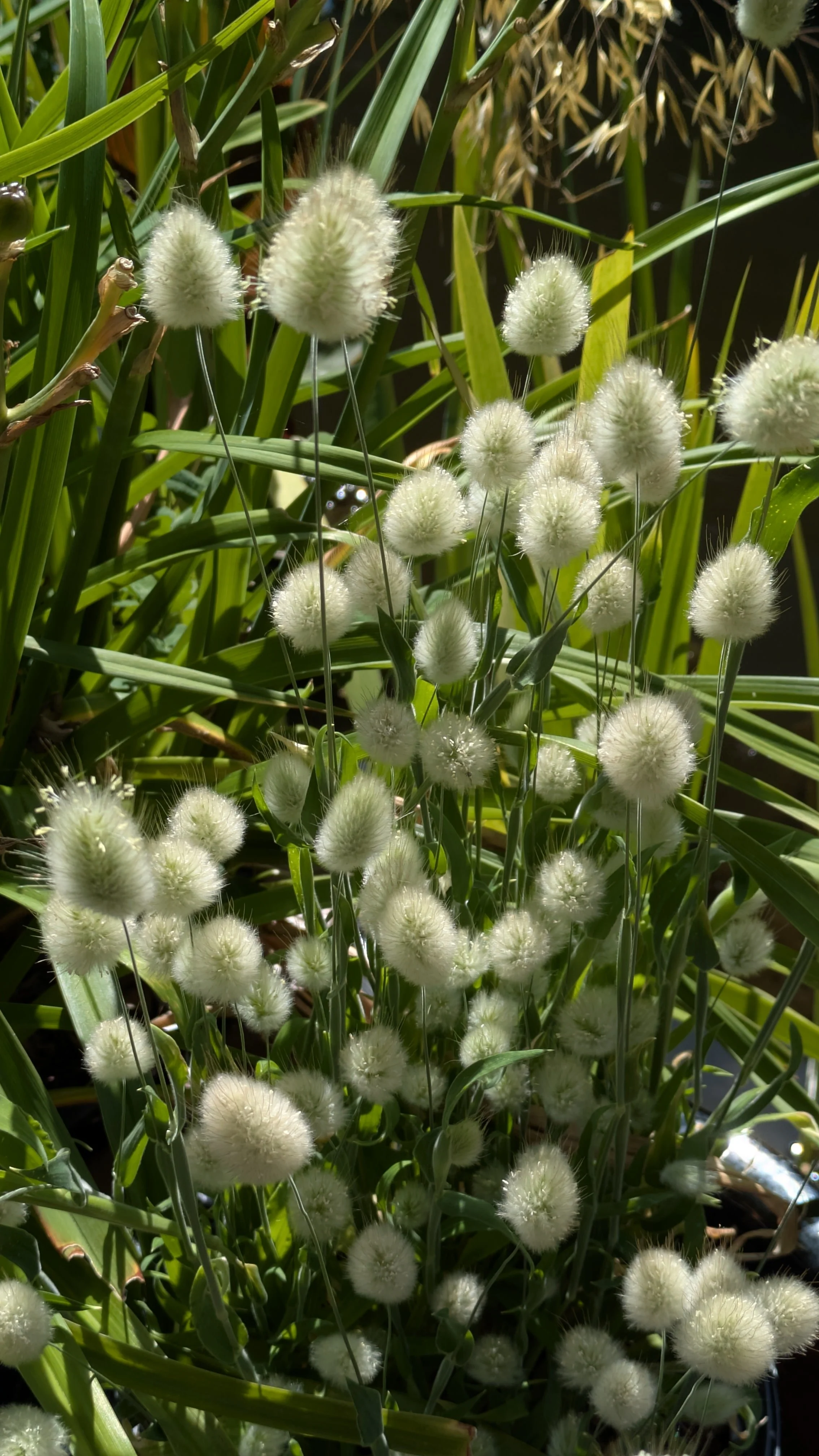 Bunny Tails Grass 5.jpg