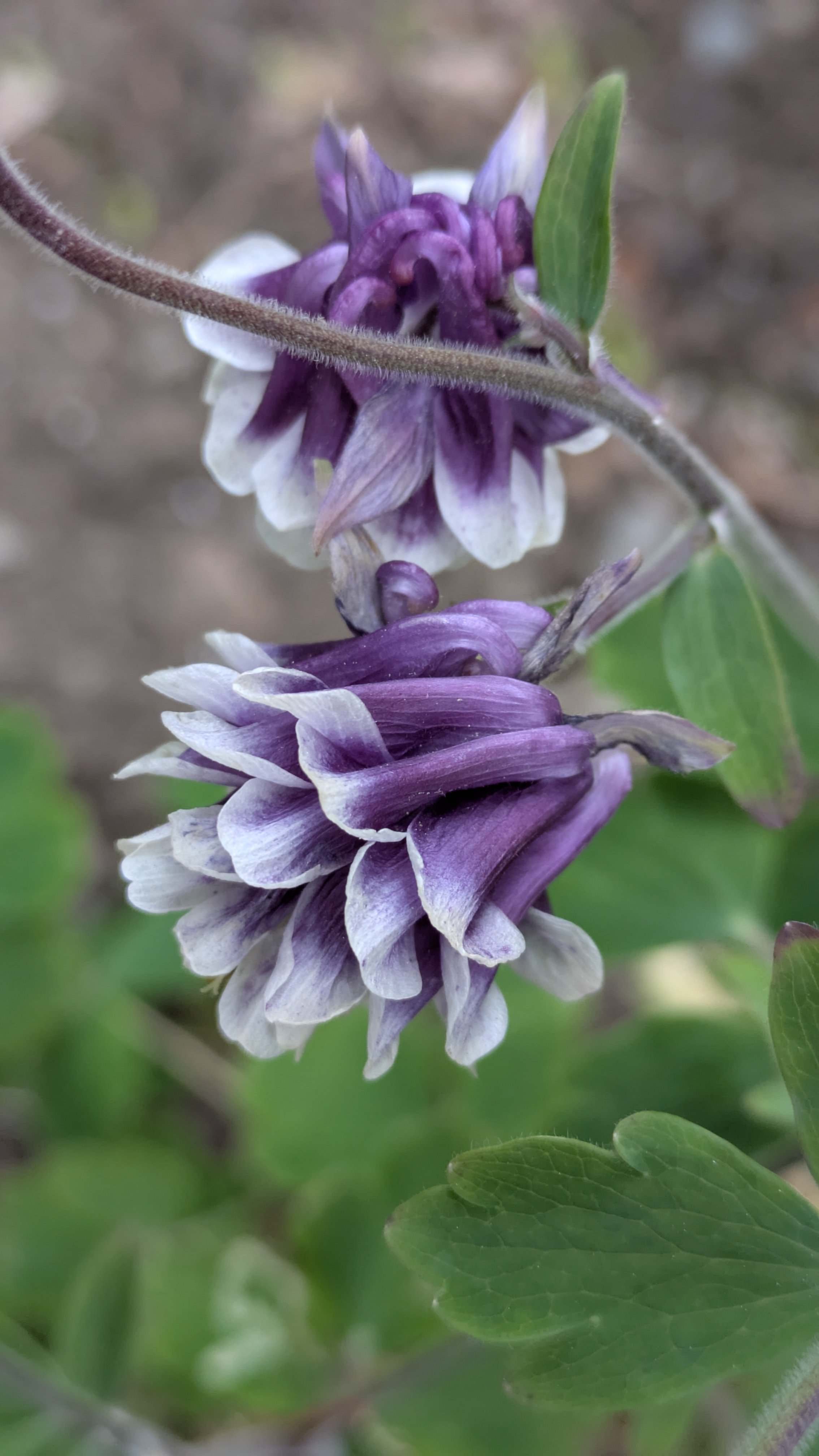 Aquilegia Grape Ice (3).jpg