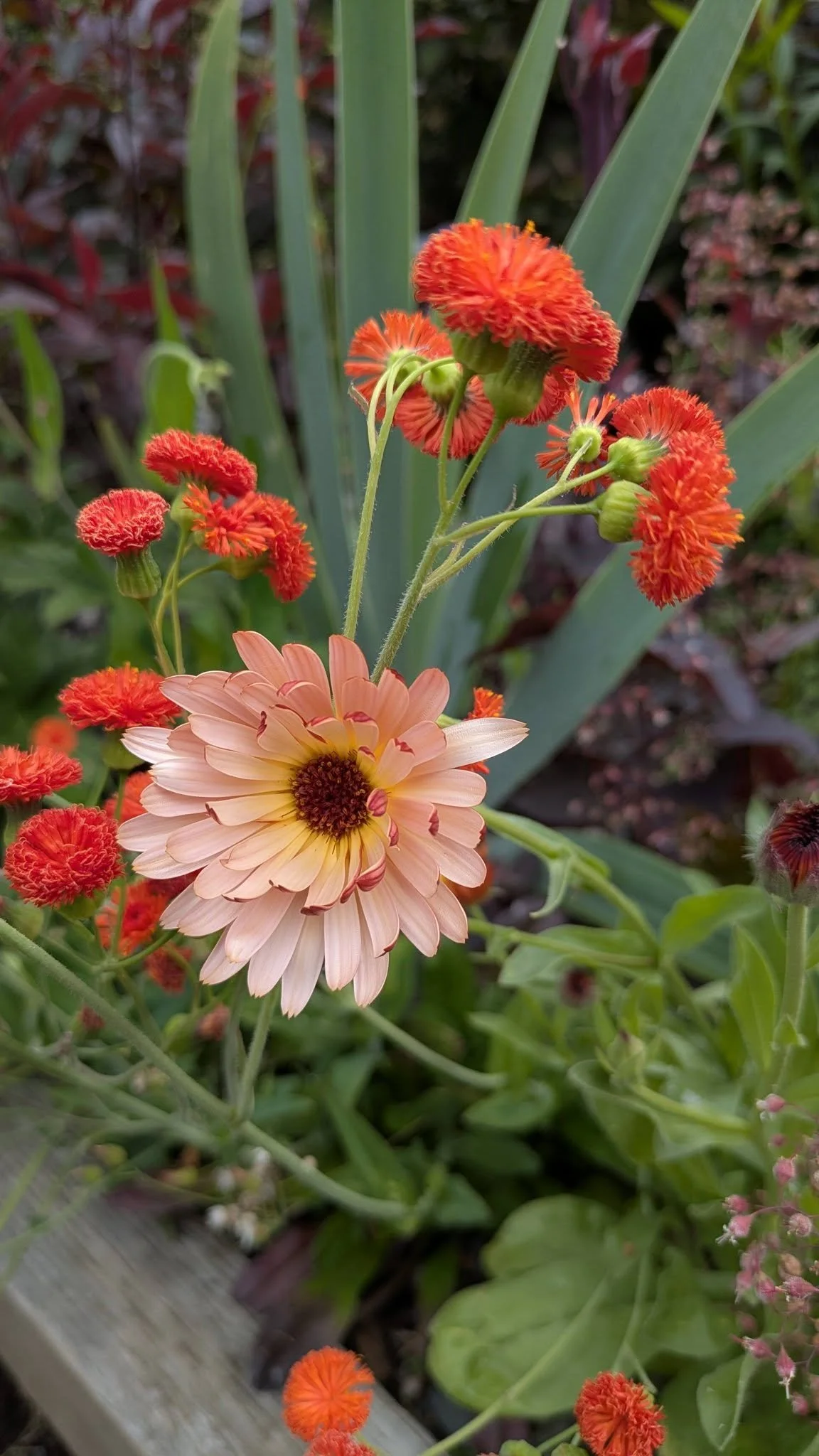 Emilia sonchifolia scarlet magic 2.jpg