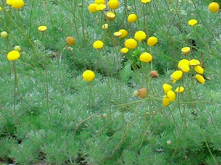 Cotula-hispida.png