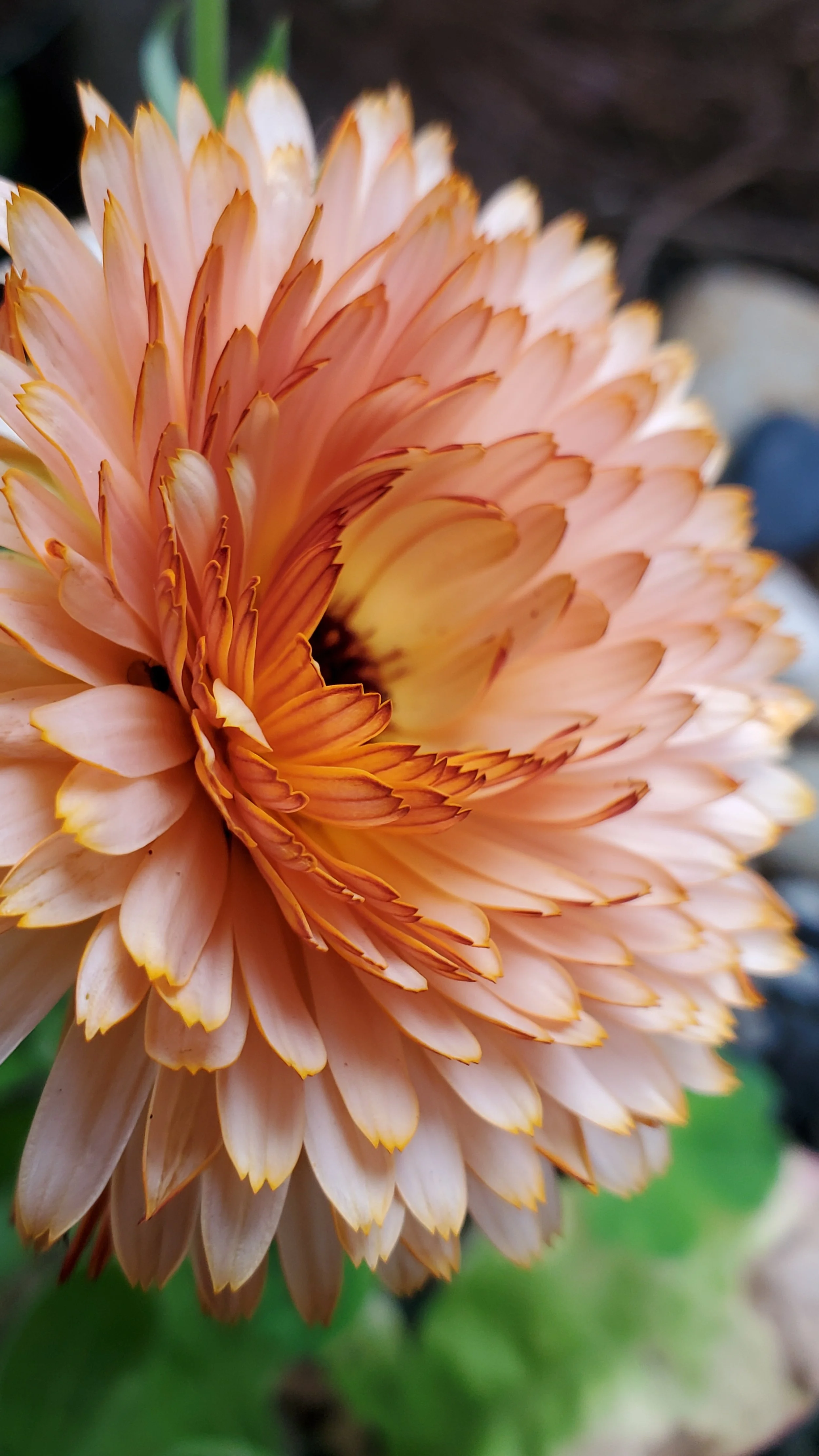 Calendula Triangle Flashback.jpg