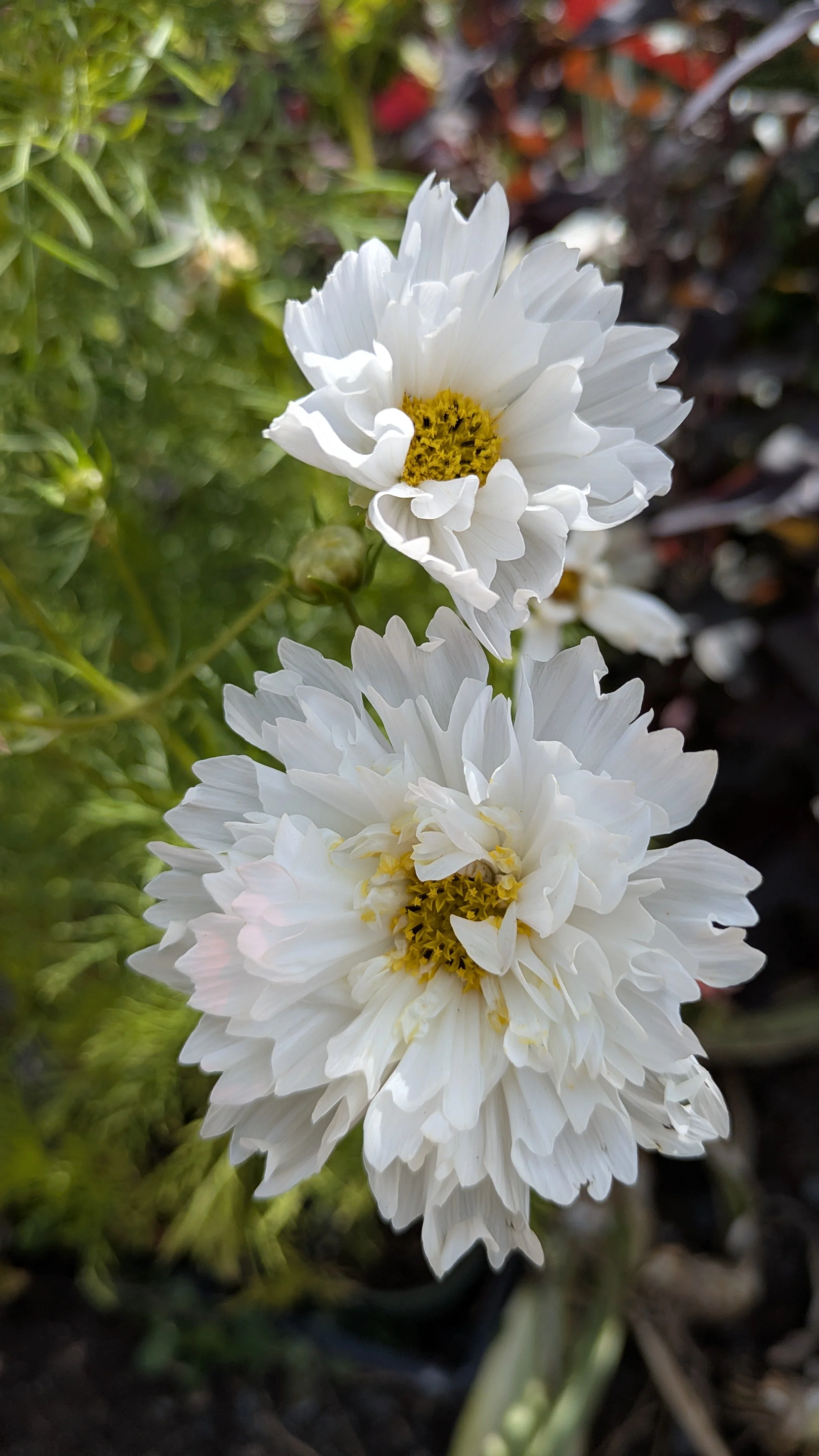 Cosmos Snowpuff.jpg