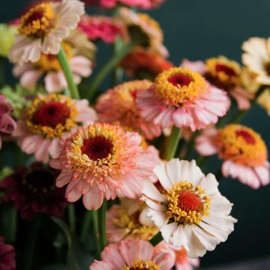 Zinnia peach 4.jpg