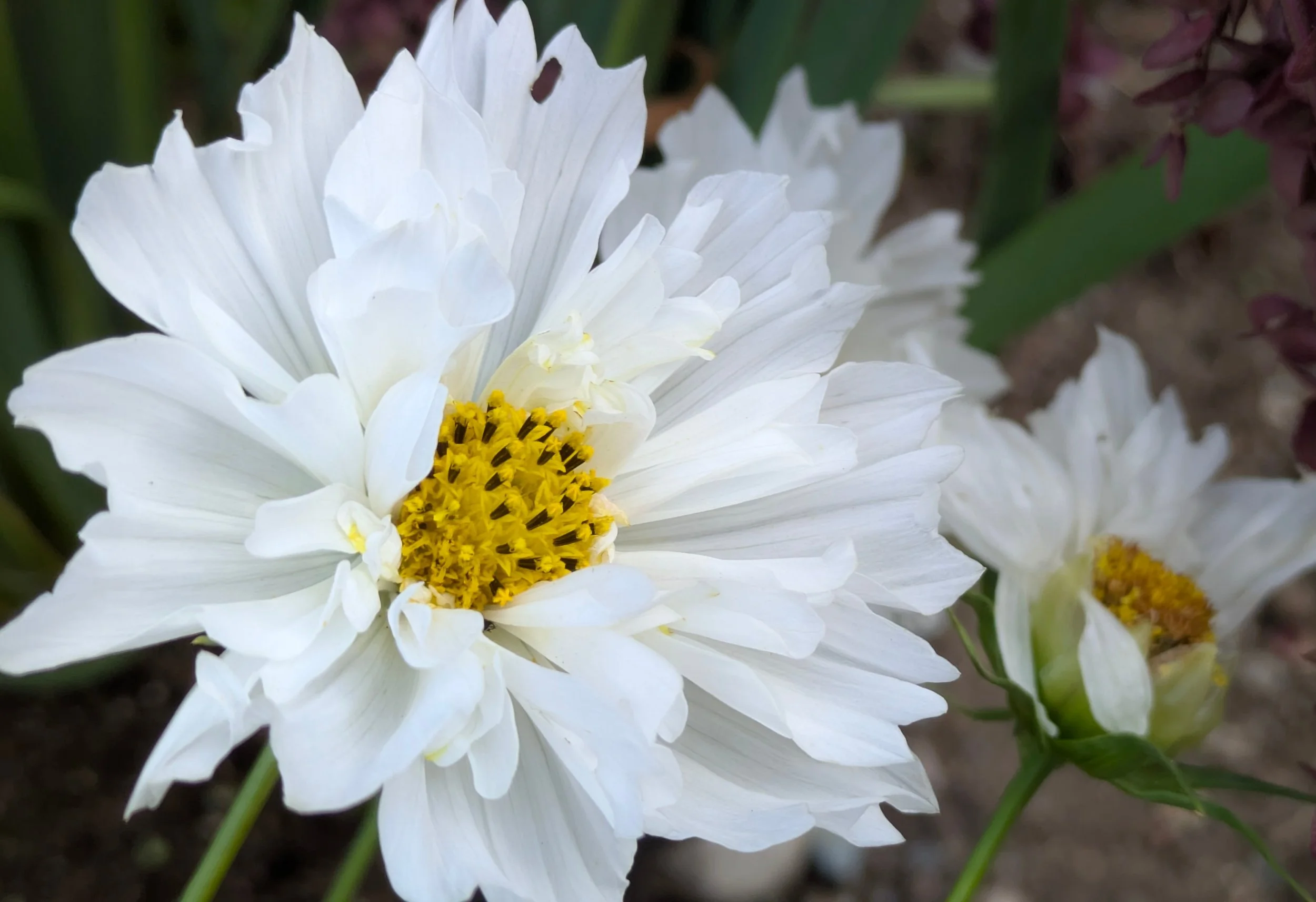 Cosmos Snowpuff 2.jpg