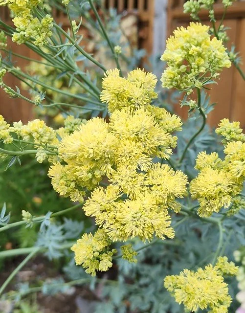 Thalictrum flavum 'glaucum' -Meadowrue