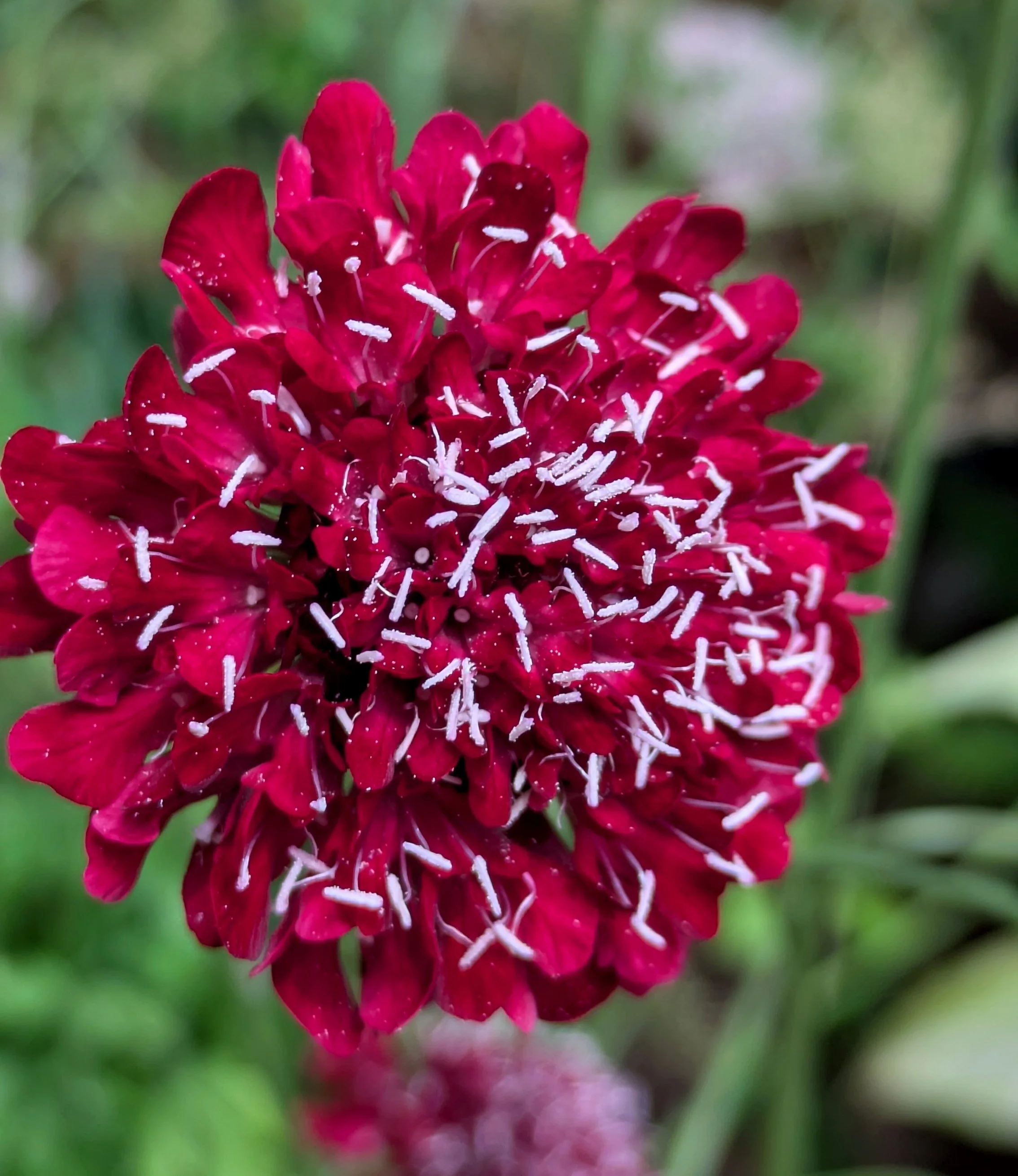 Scabiosa Raspberry 2.jpg