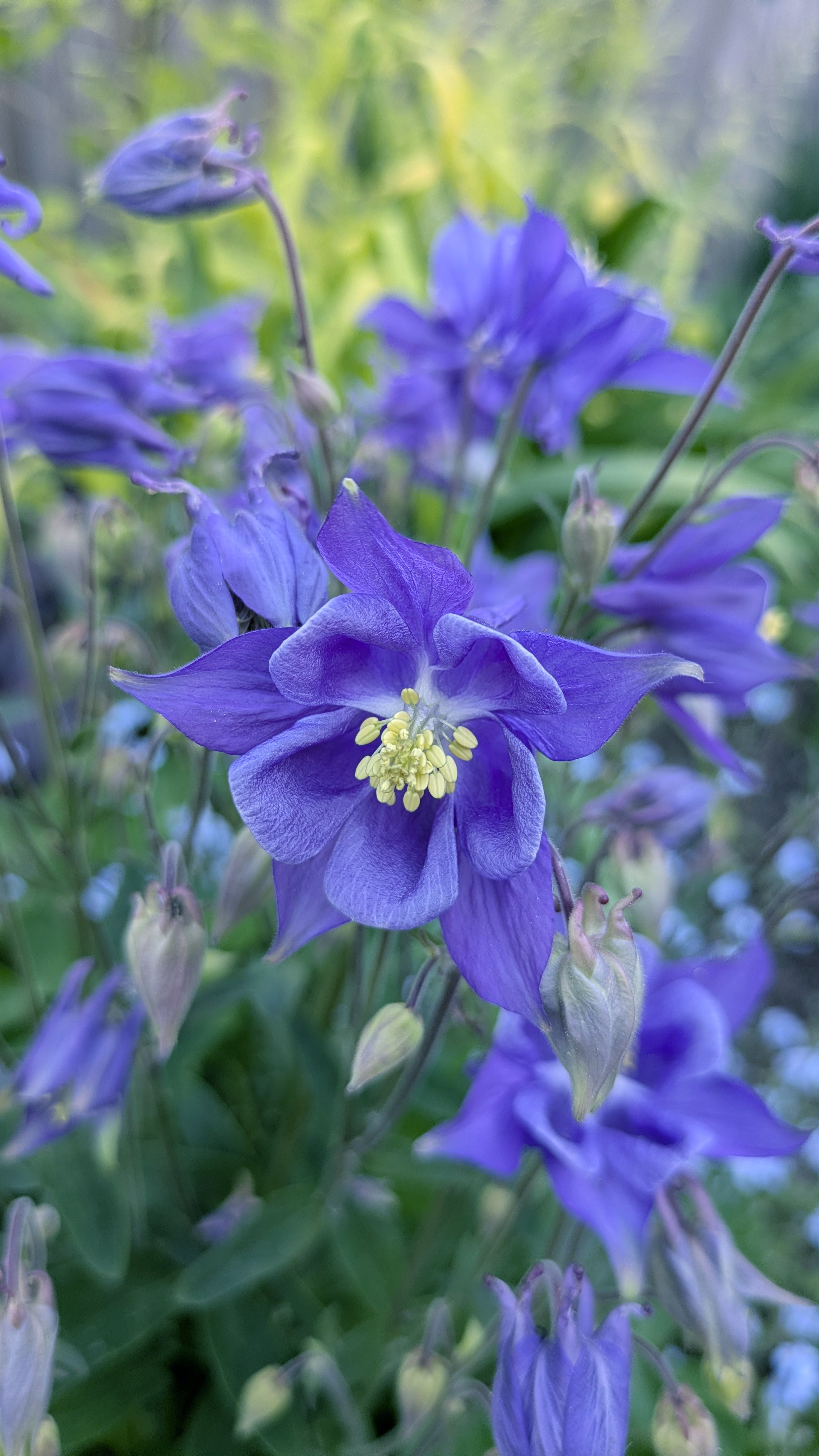 Aquilegia Cerulean Blue 2.jpg