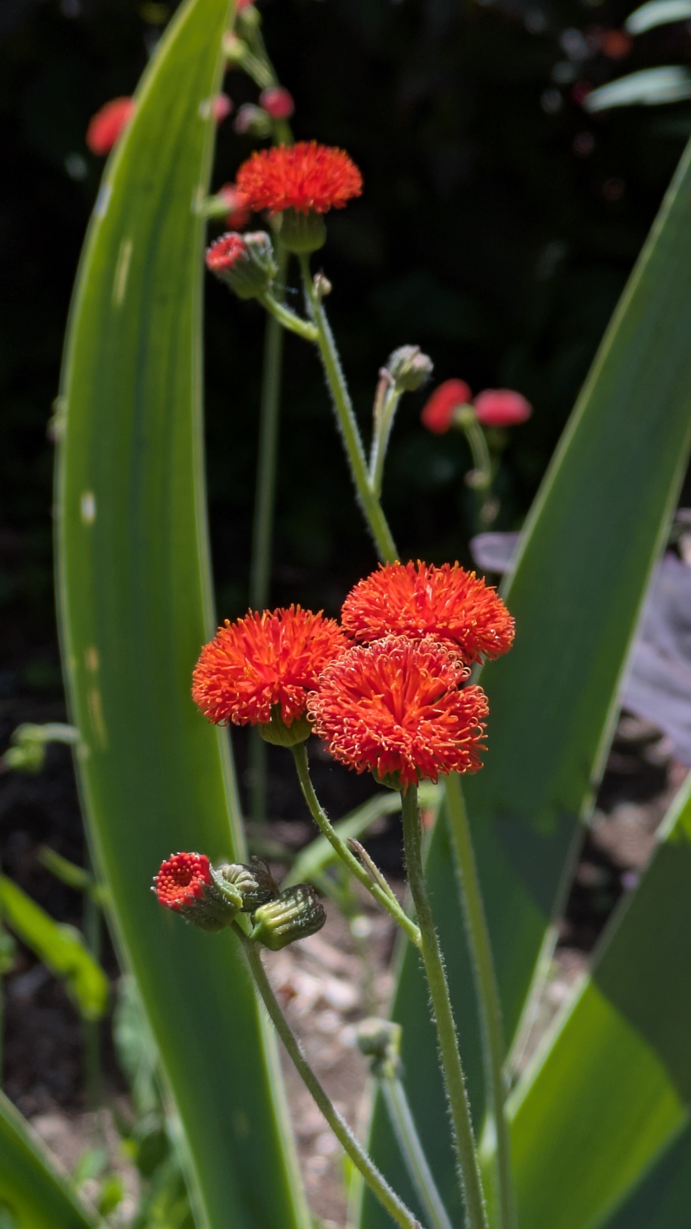 Emilia sonchifolia Scarlet Magic 4.jpg