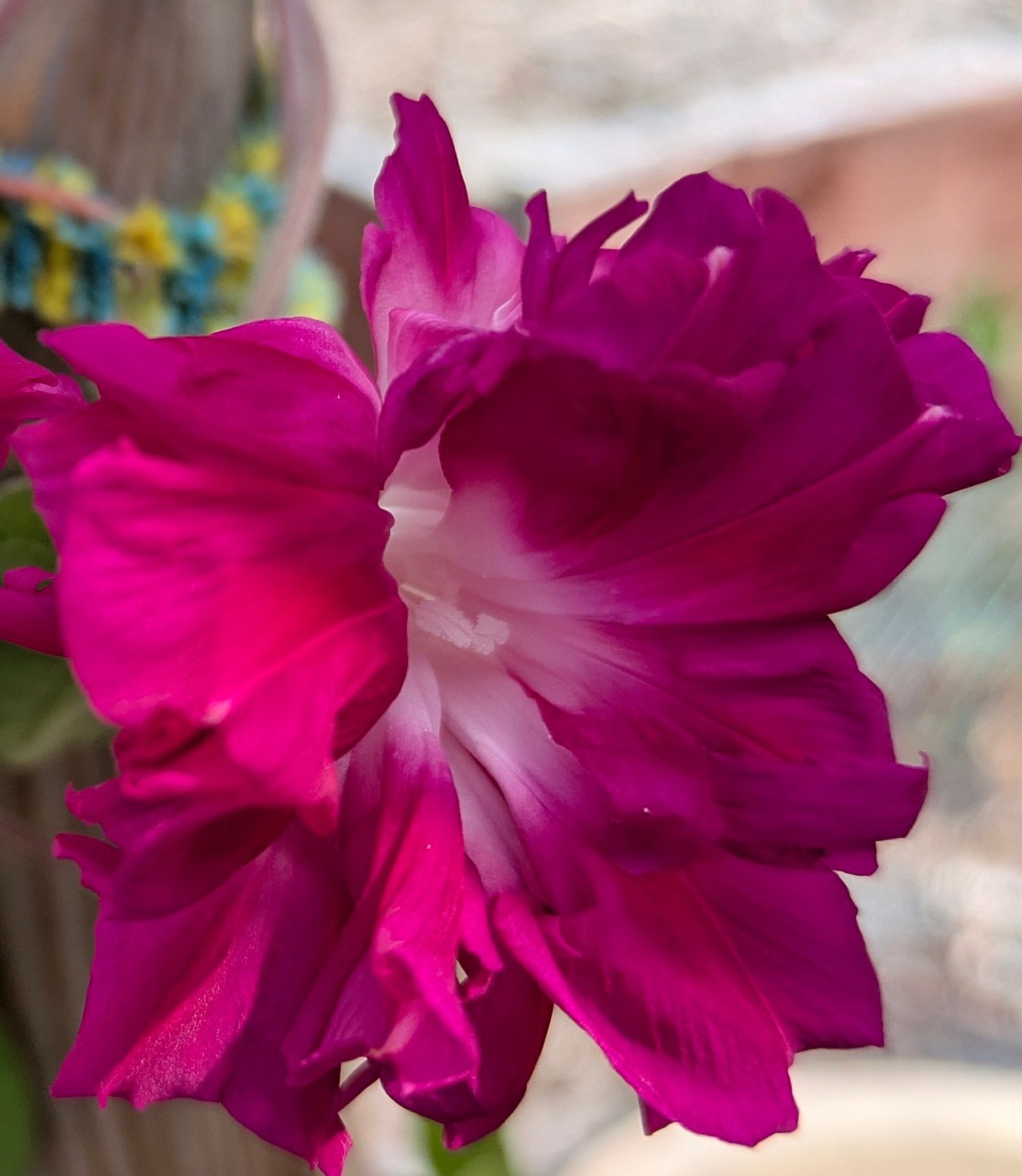 Ipomoea Sunrise Serenade 2 (2).jpg