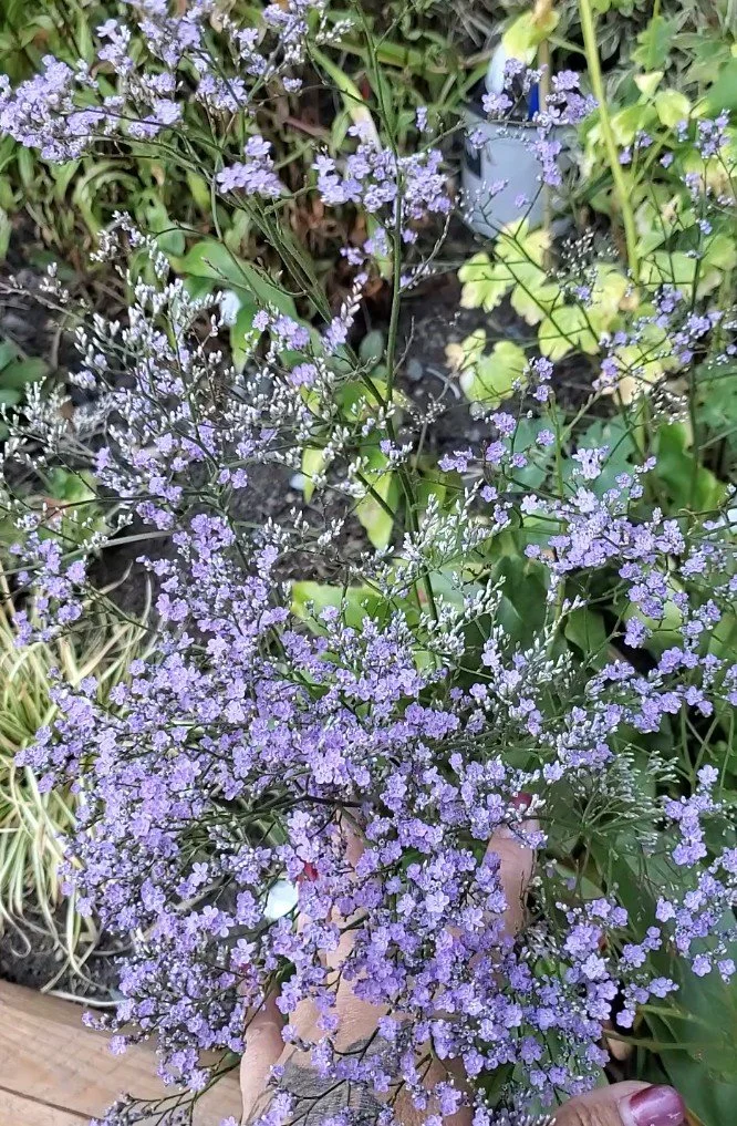 Limonium latifolium.jpg