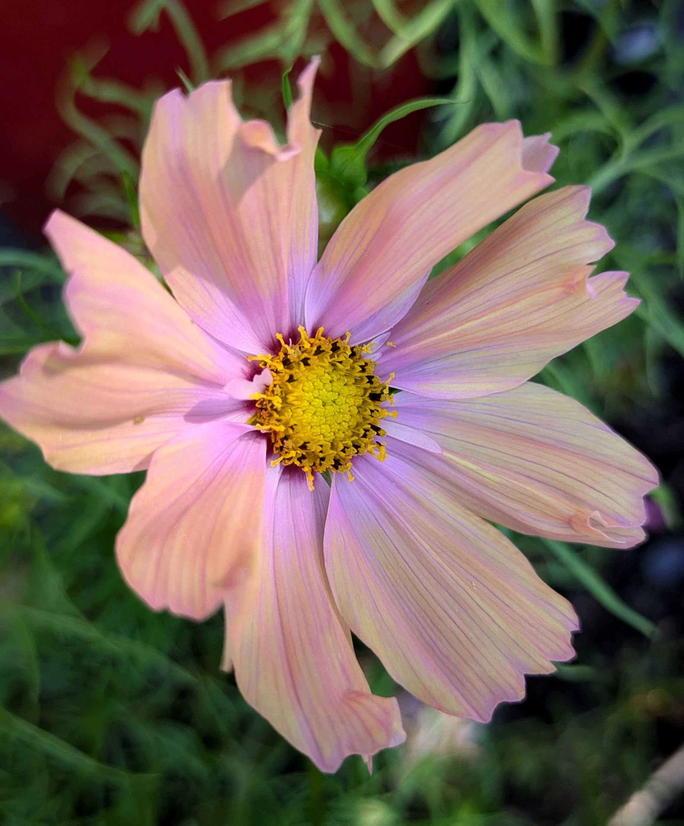 Cosmos "Apricotta"