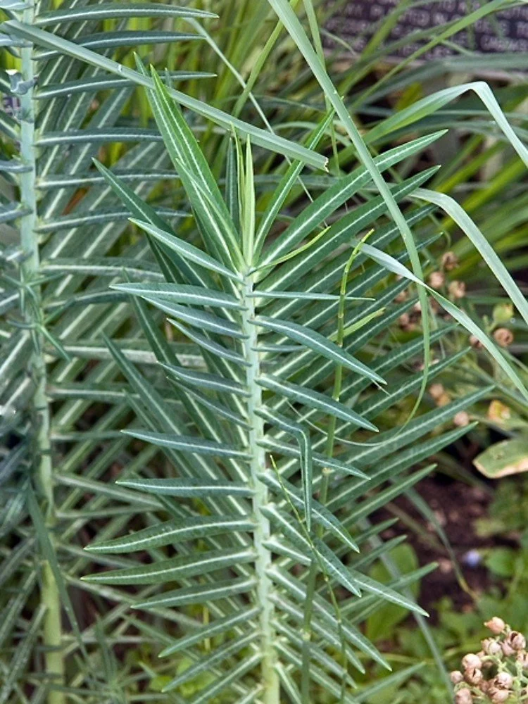 euphorbia-lathyris.jpg