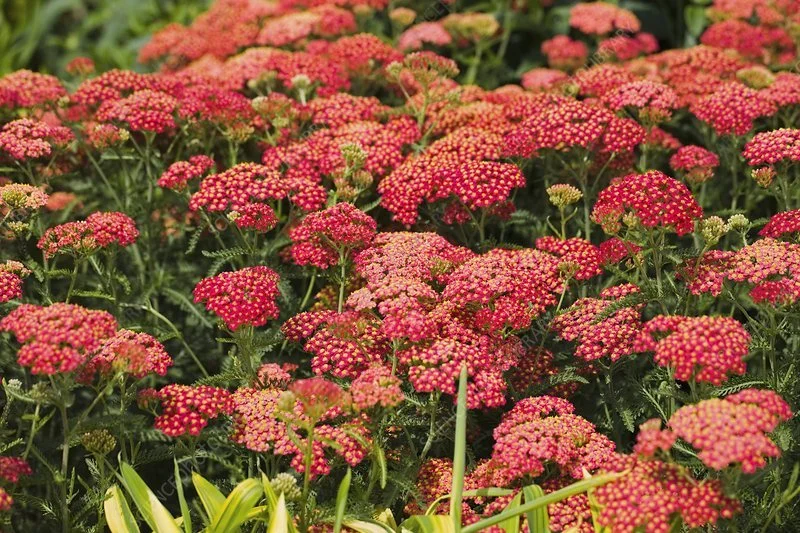 Achillea "Paprika"  -Yarrow