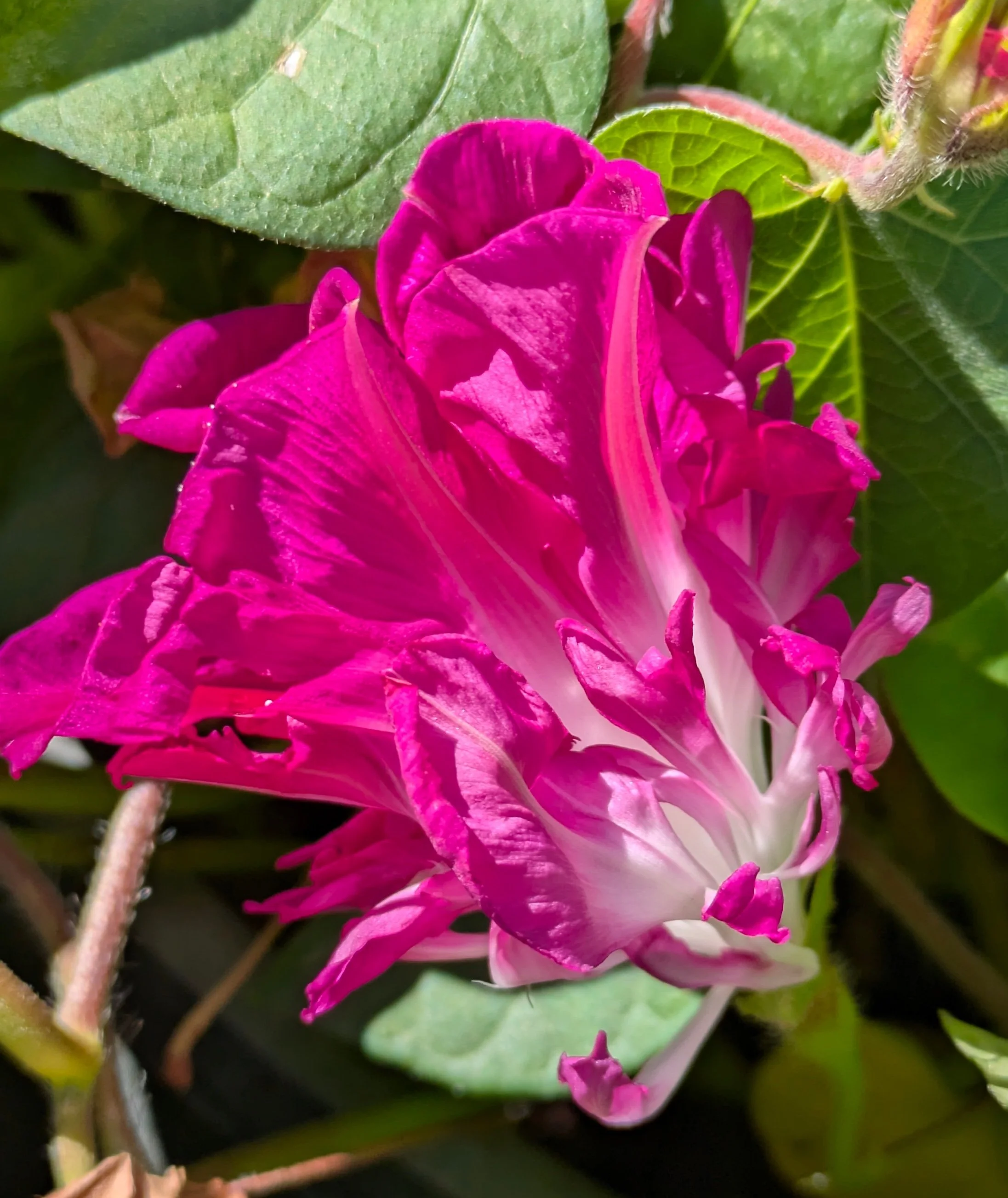 Ipomoea Sunrise Serenade 1.jpg