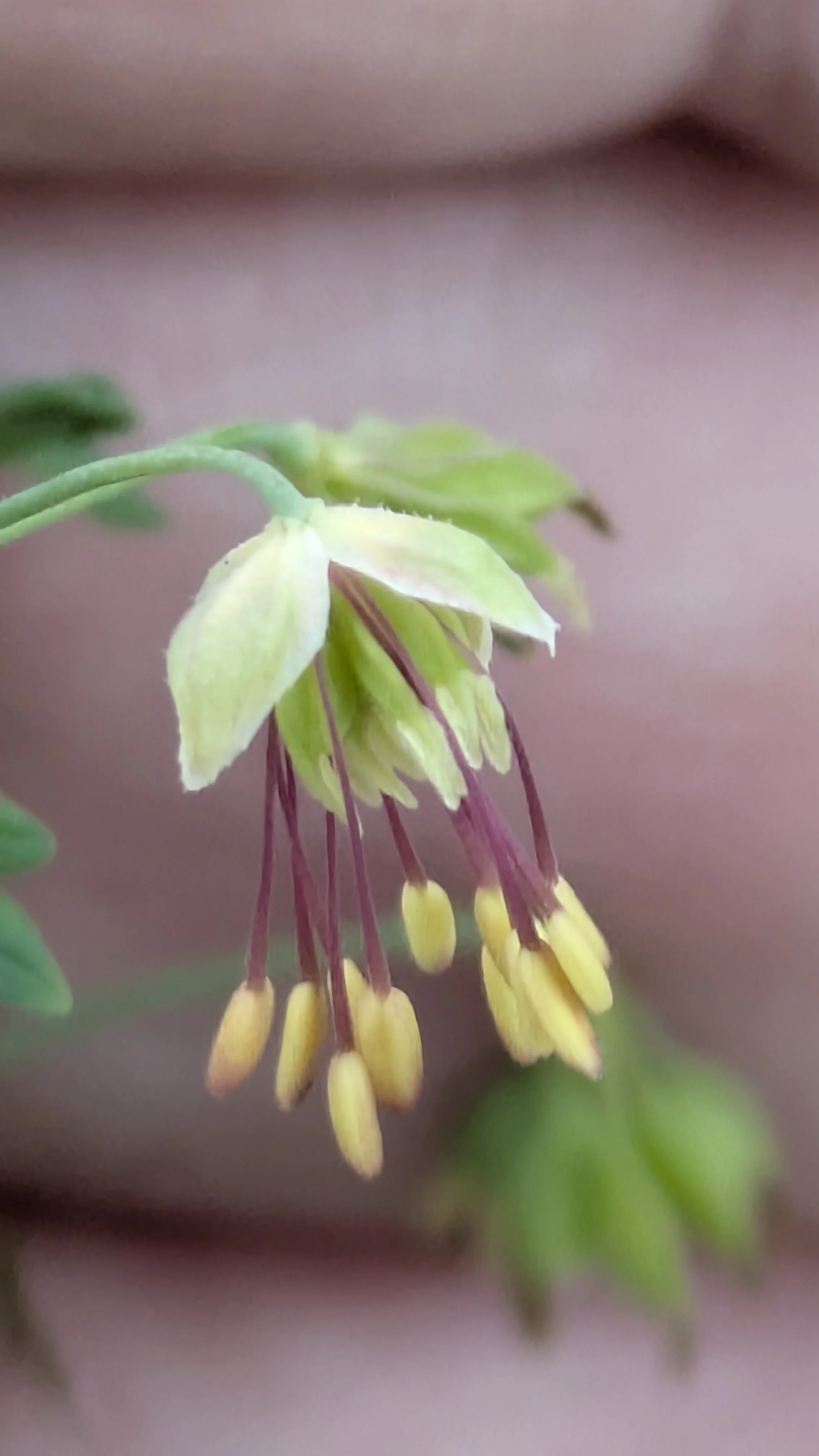 Thalictrum alpinum 5.jpg