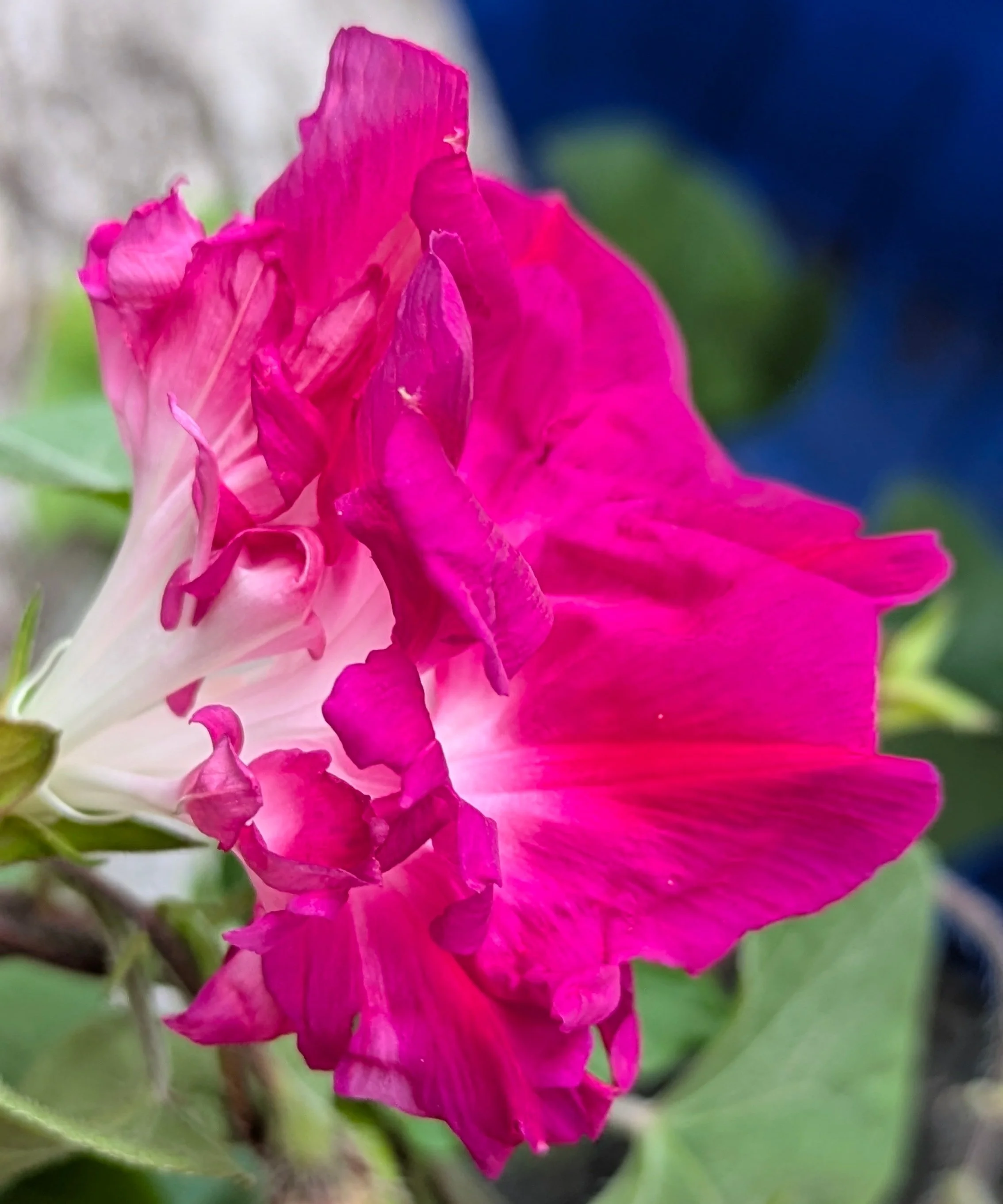 Ipomoea Sunrise Serenade 2.jpg