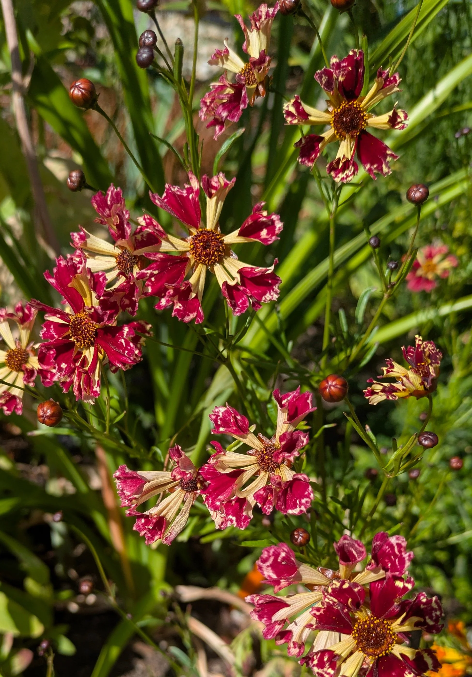 Coreopsis Seashells 2.jpg
