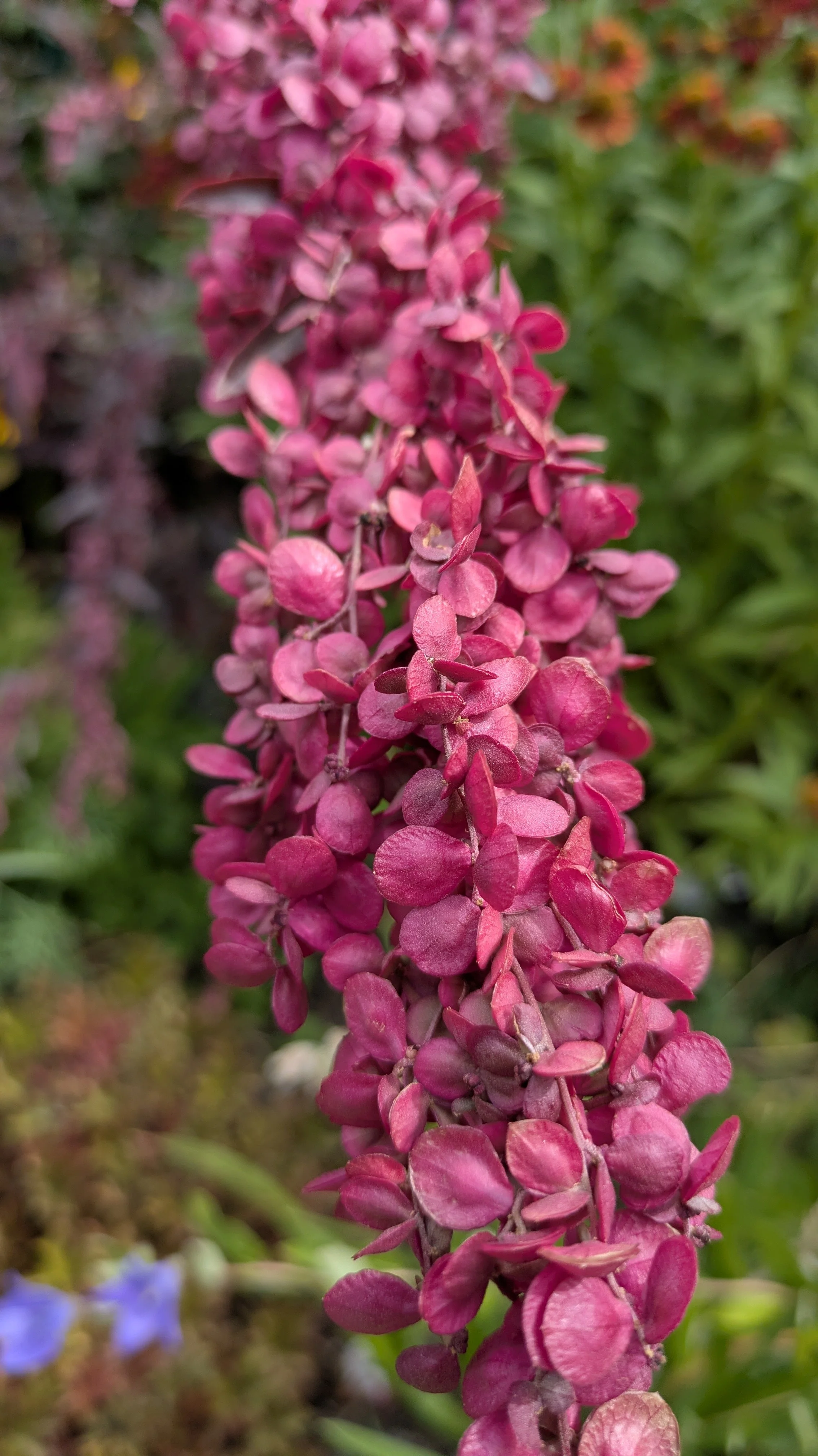 Atriplex hortensis rubra -Red Orach