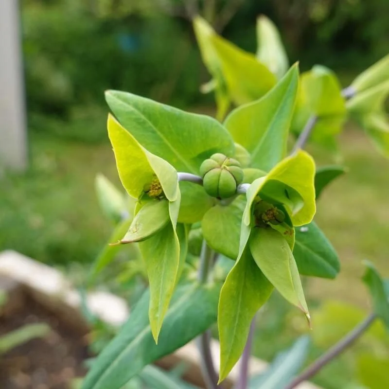 euphorbia-lathyris 4.jpg